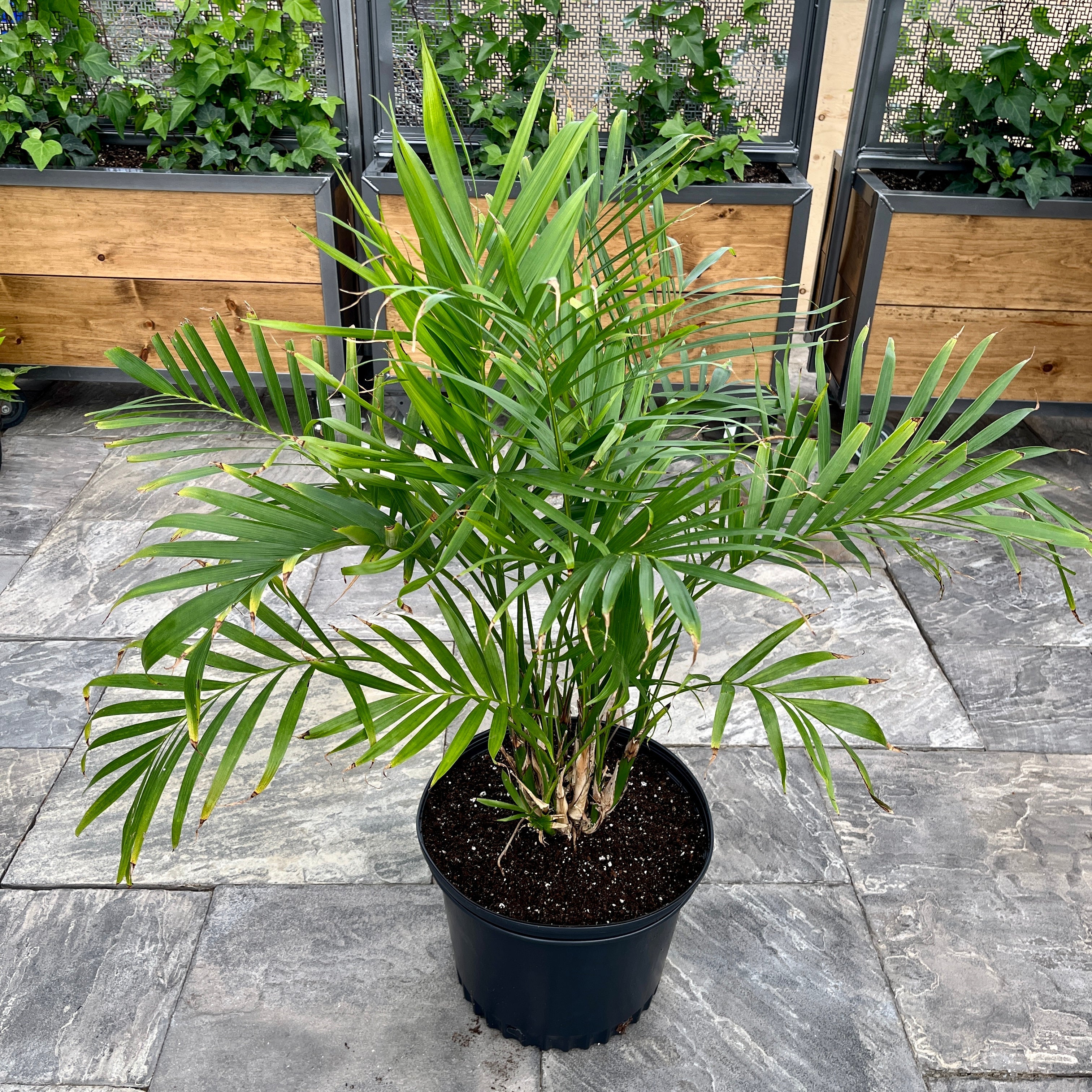 Cat Palm (Chamaedorea cataractarum)