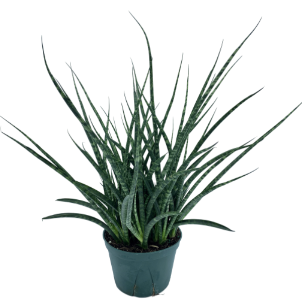 Snake Plant 'Fernwood' (Dracaena bacularis)