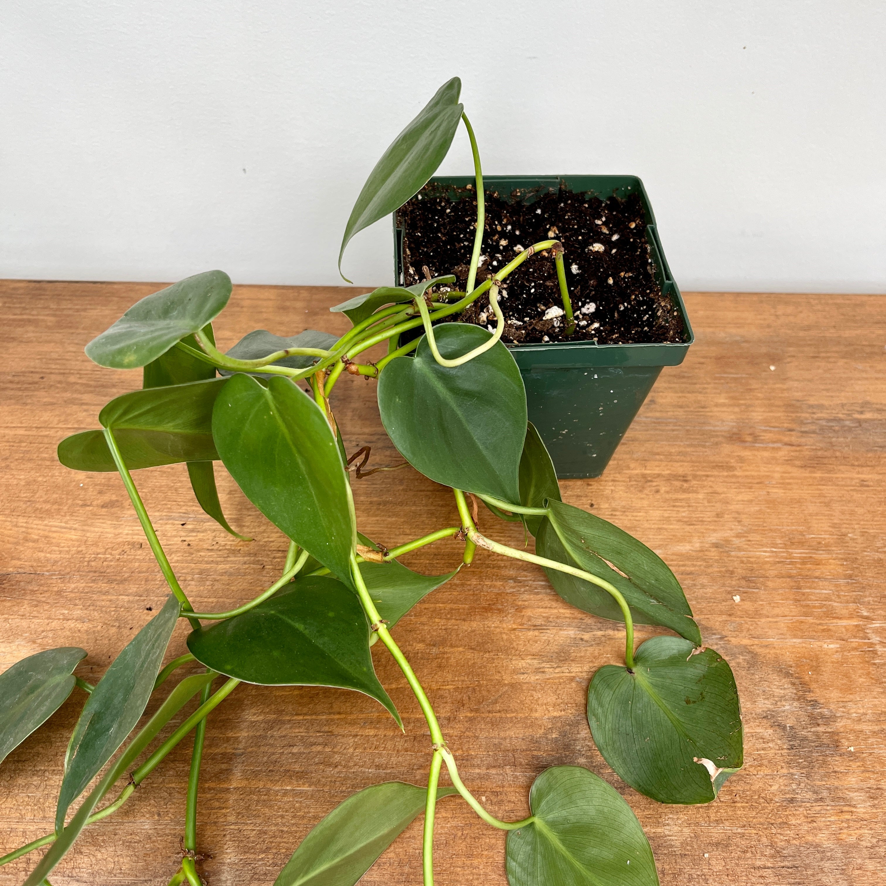 Heart-Leaf Philodendron (Philodendron cordatum)