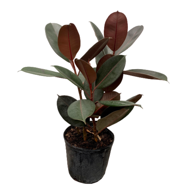 Rubber Fig 'Burgundy' (Ficus elastica)