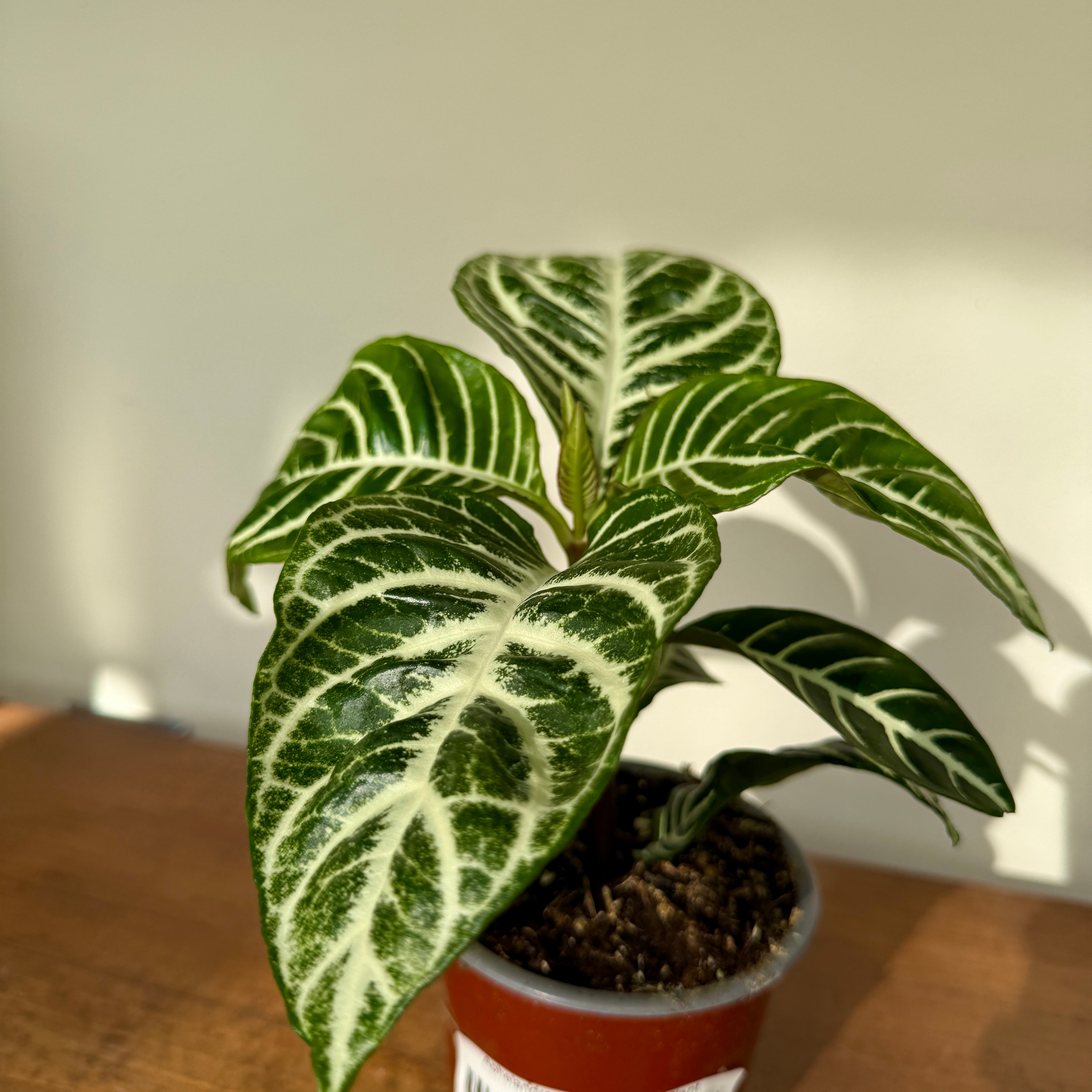 Zebra Plant (Aphelandra dania) - 4" Pot