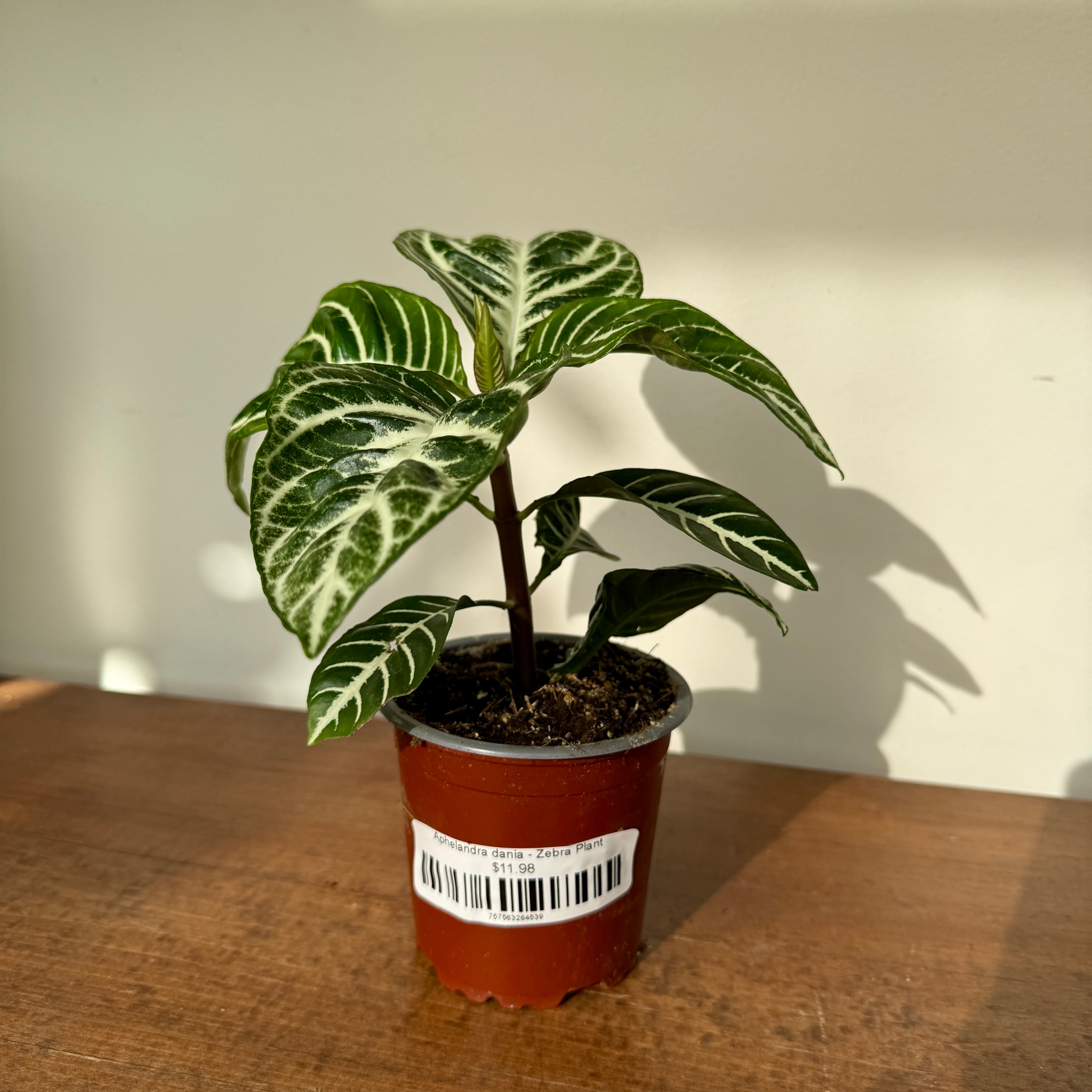 Zebra Plant (Aphelandra dania) - 4" Pot