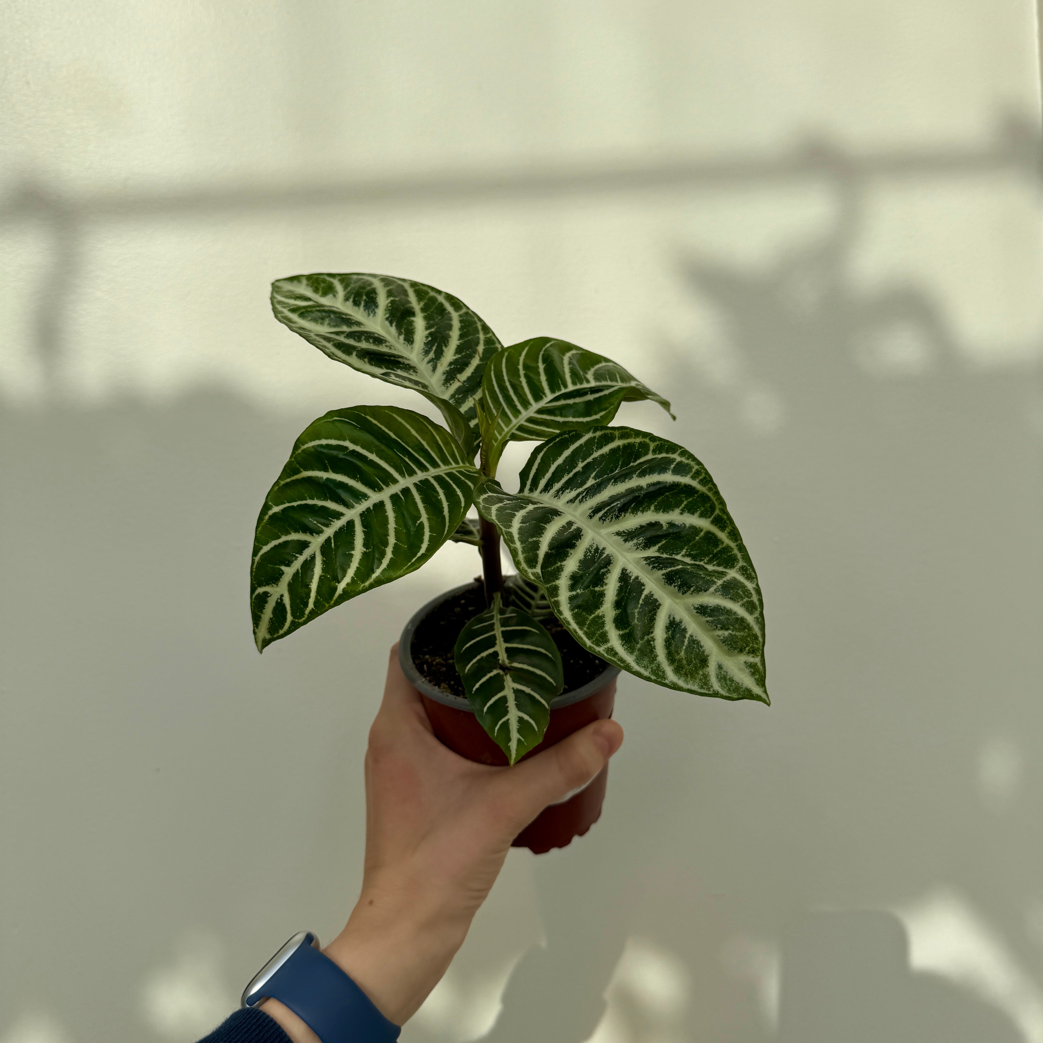 Zebra Plant (Aphelandra dania) - 4" Pot