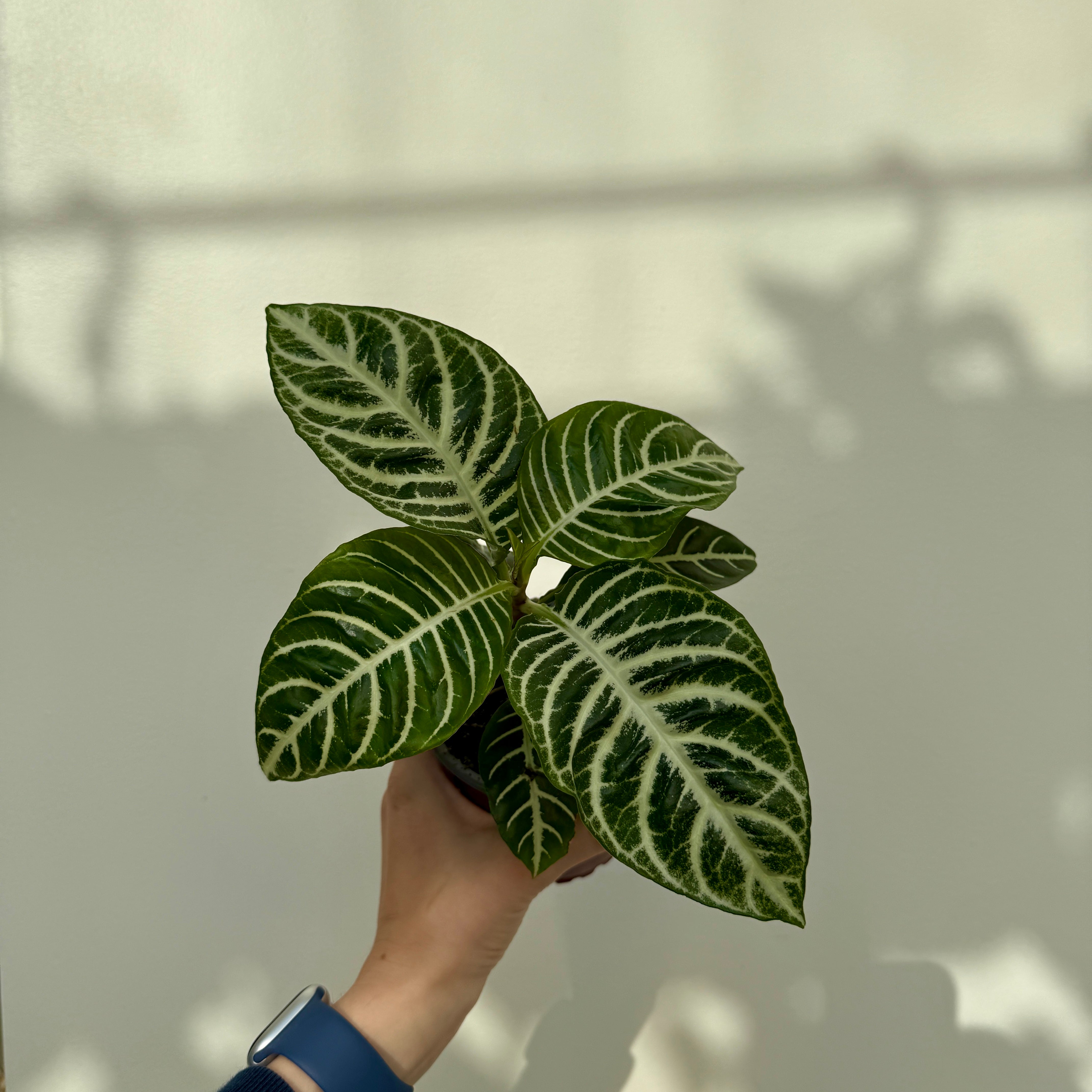 Zebra Plant (Aphelandra dania) - 4" Pot
