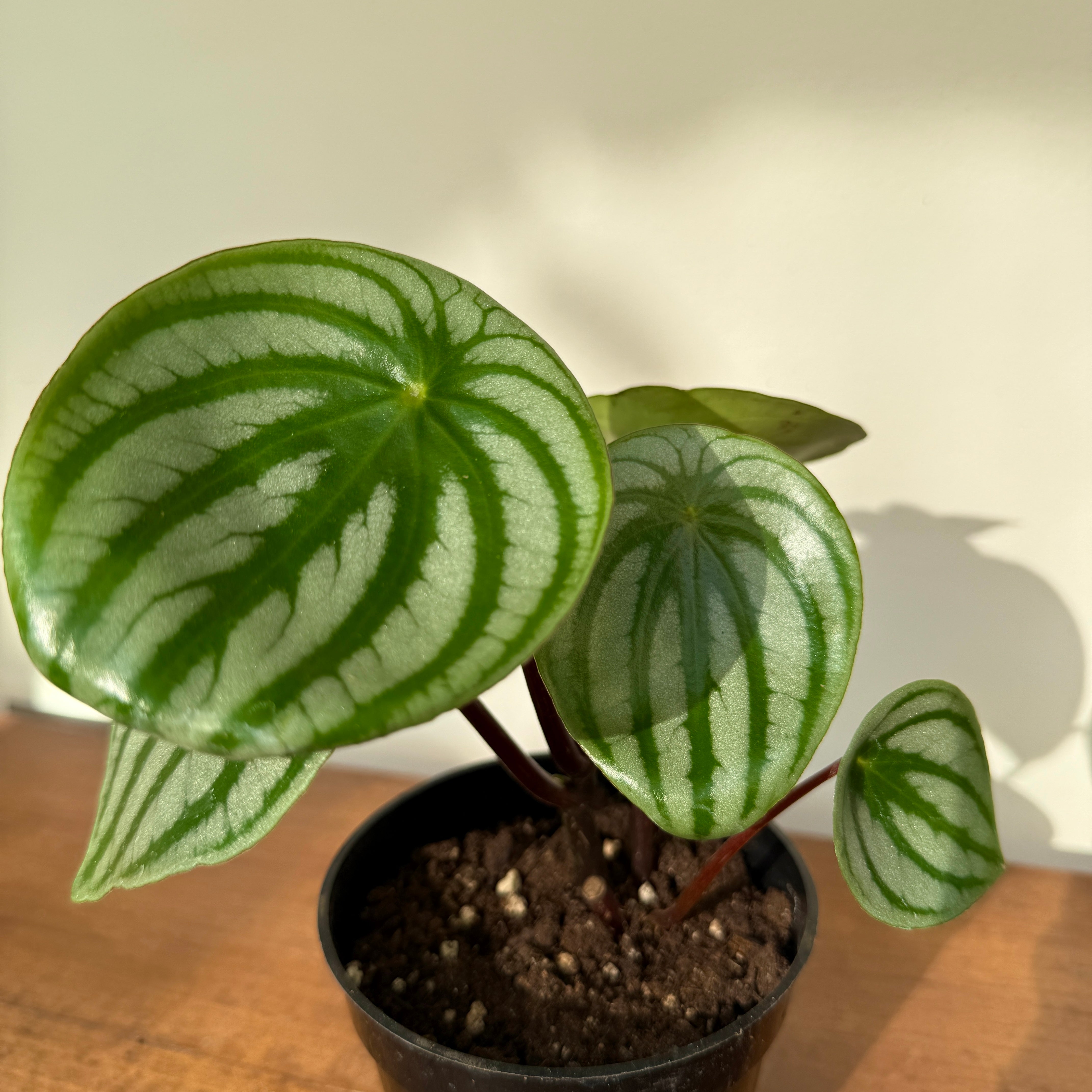 Watermelon Peperomia (Peperomia argyreia) - 4" Pot