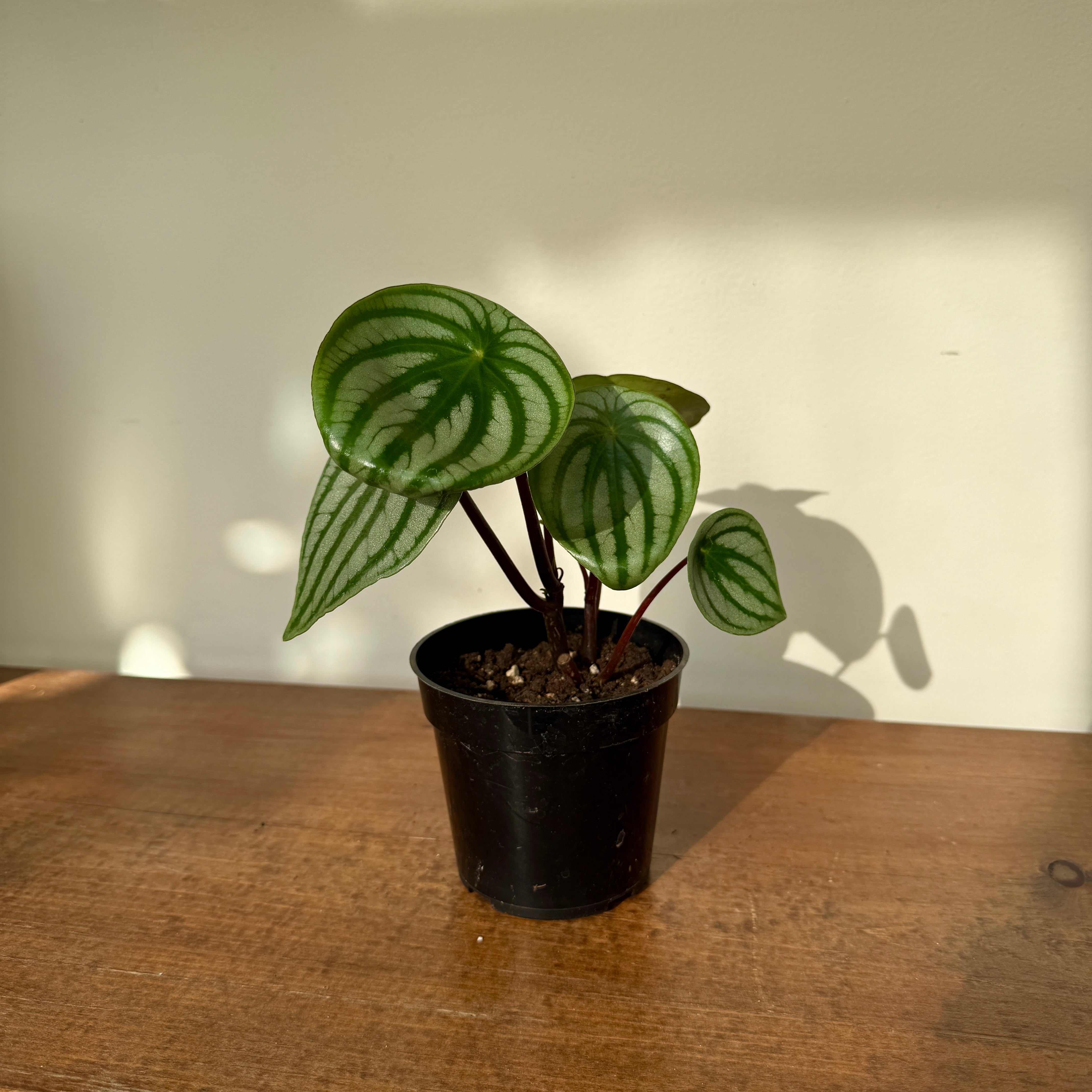 Watermelon Peperomia (Peperomia argyreia) - 4" Pot