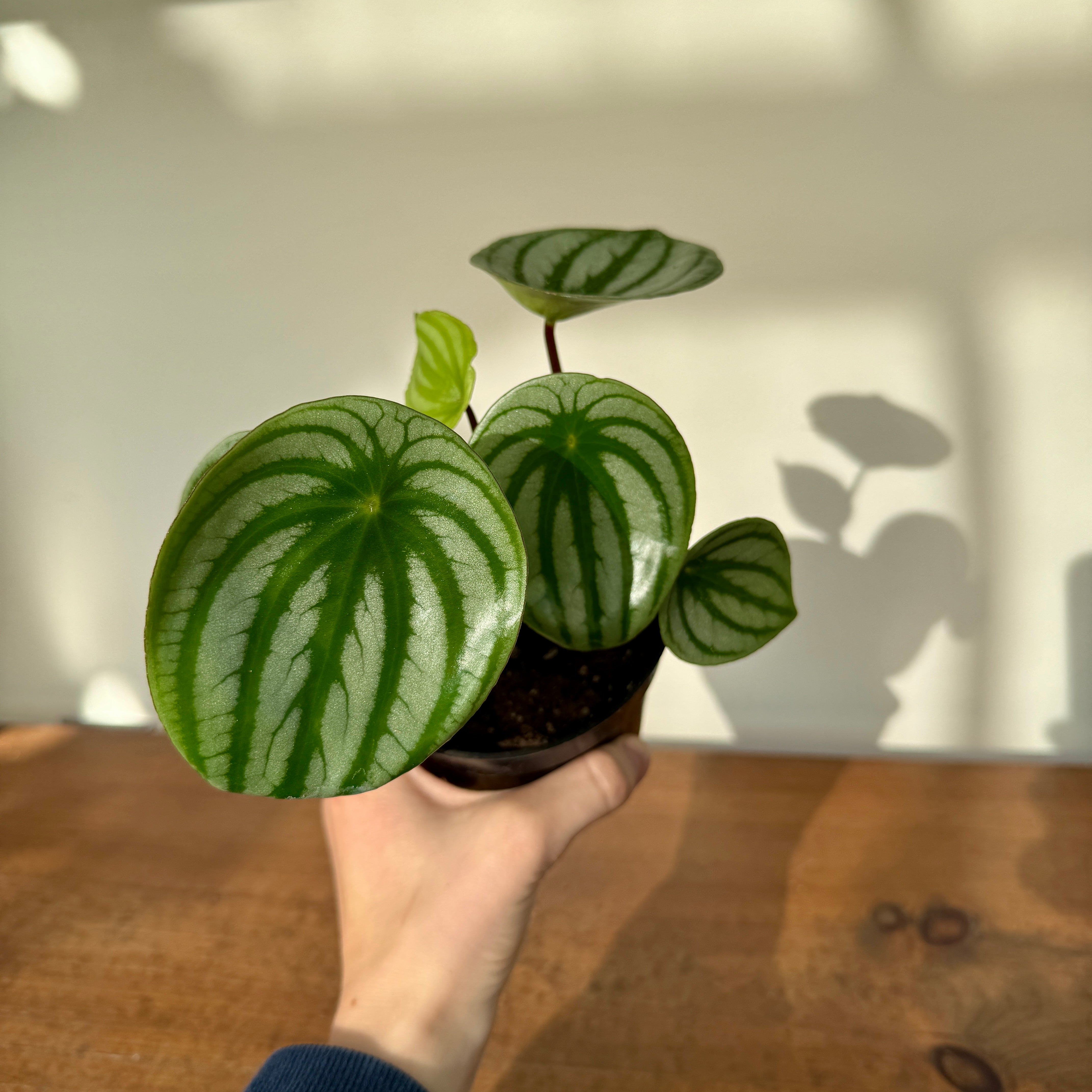 Watermelon Peperomia (Peperomia argyreia) - 4" Pot