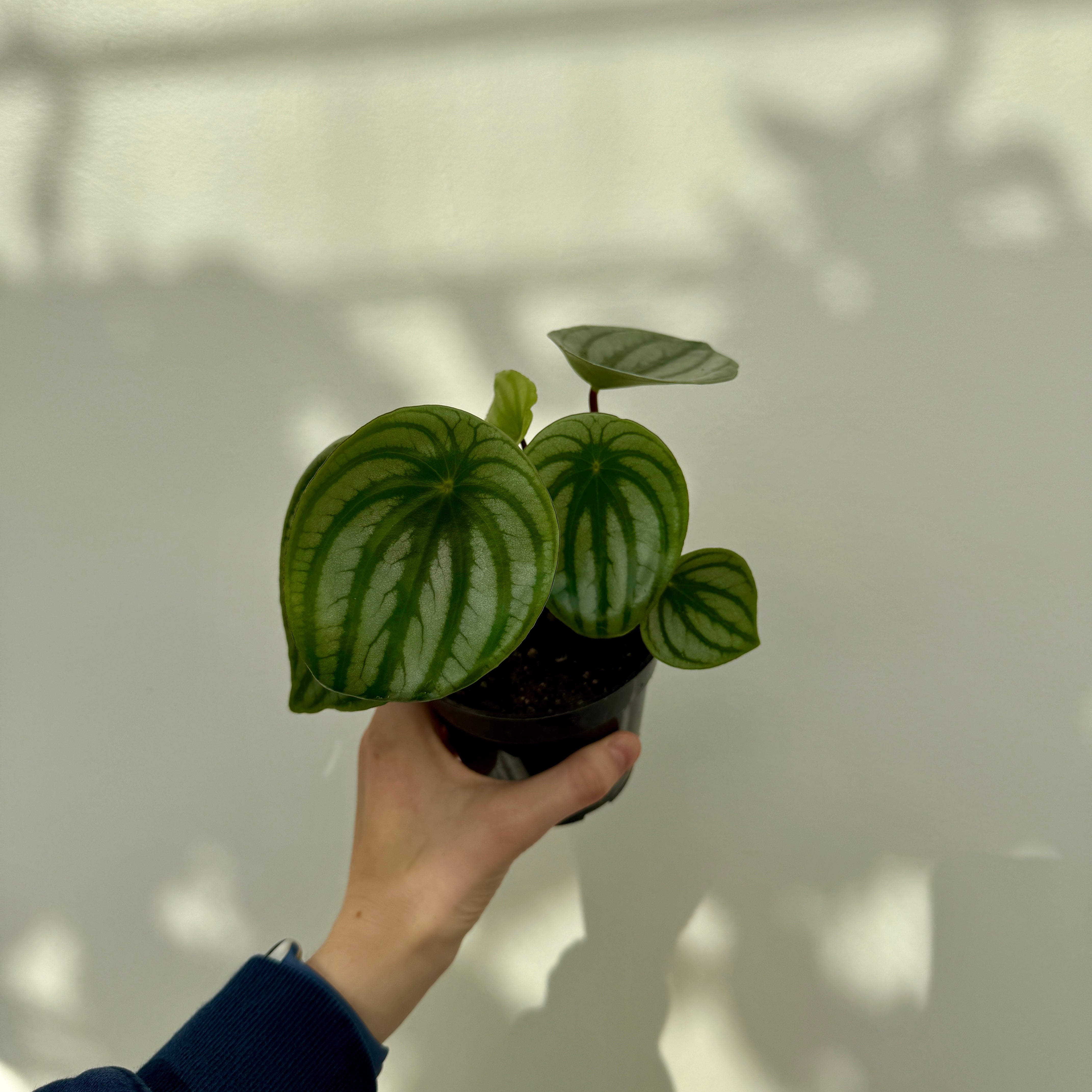 Watermelon Peperomia (Peperomia argyreia) - 4" Pot