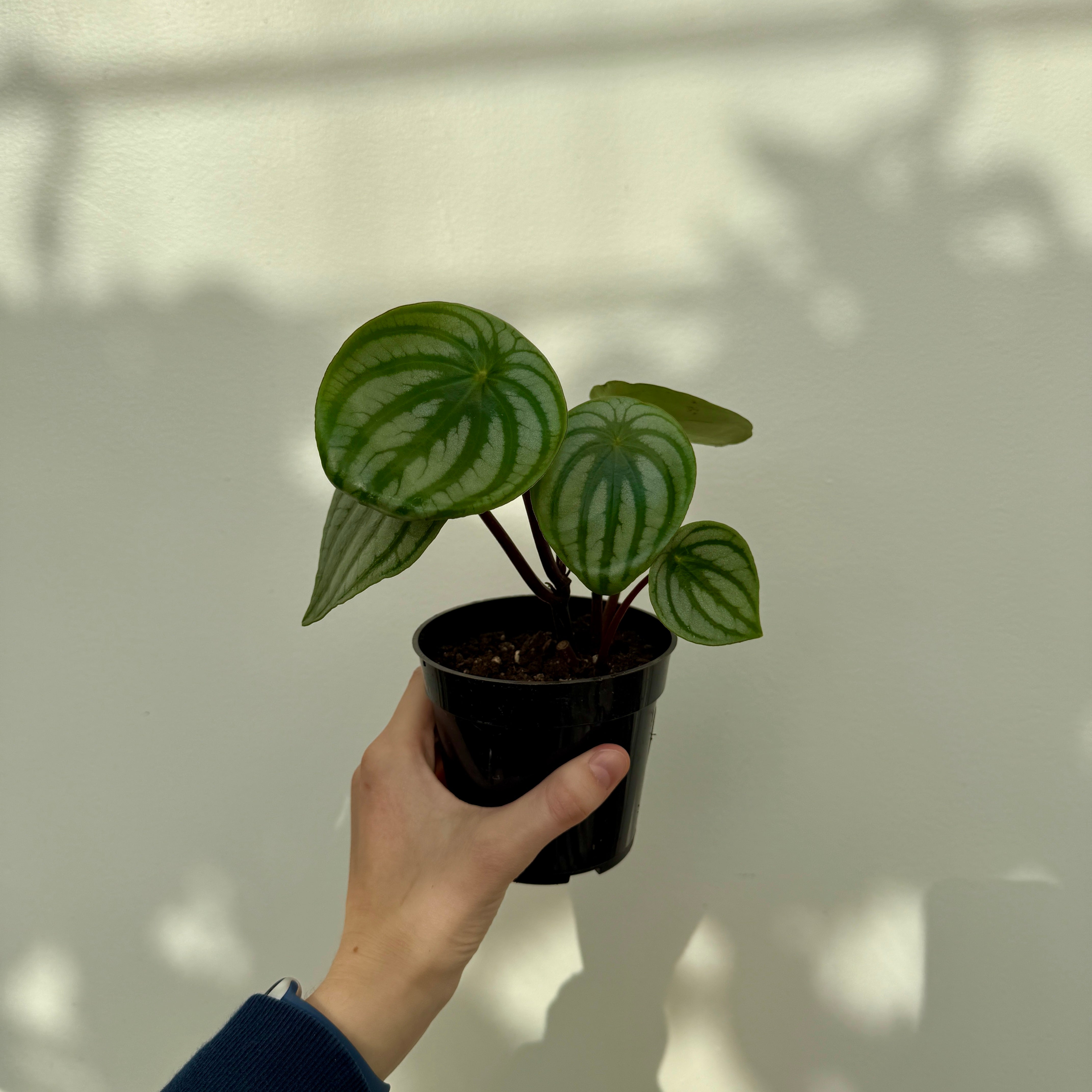 Watermelon Peperomia (Peperomia argyreia) - 4" Pot