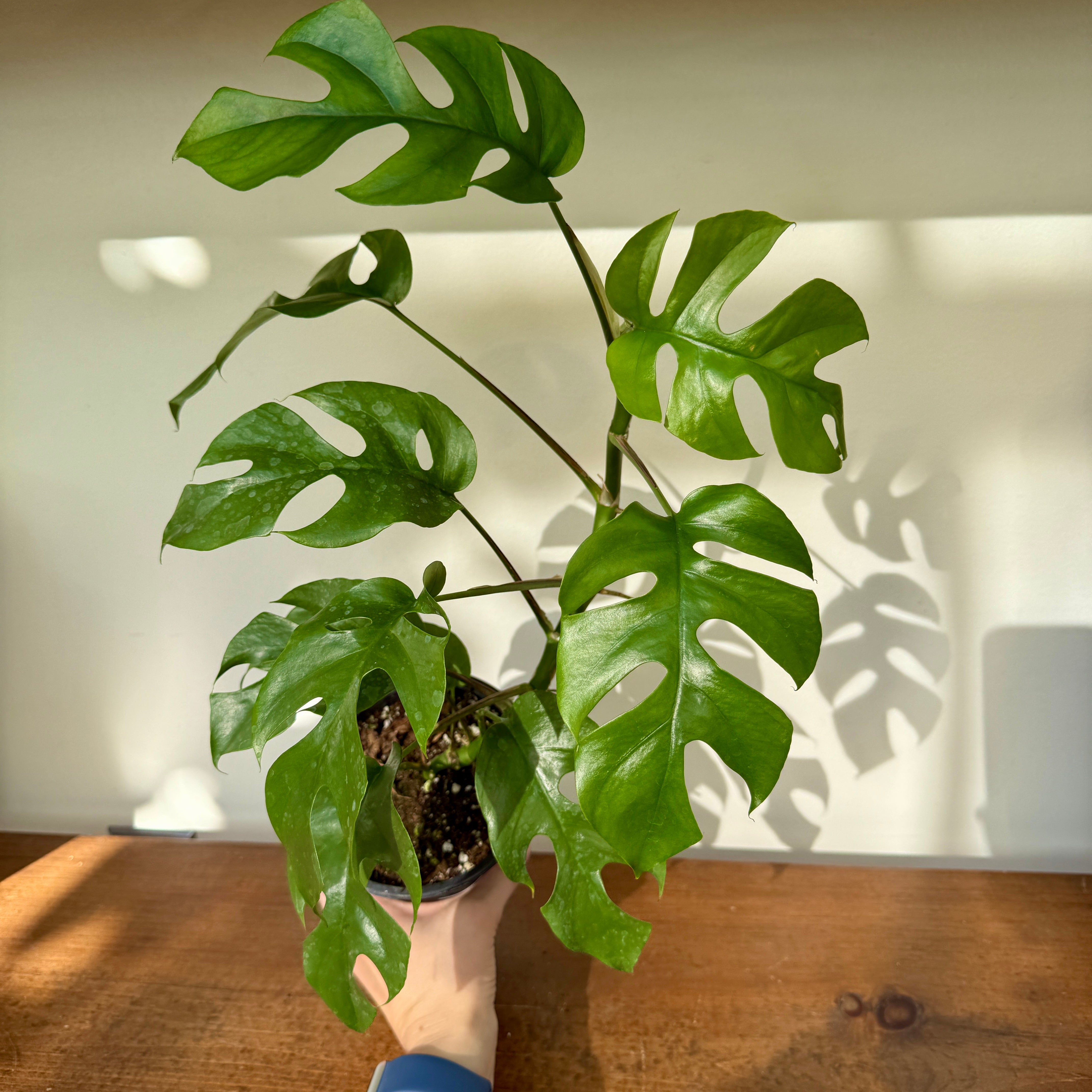 Mini Monstera (Rhaphidophora tetrasperma 'Ginny') – 5" Pot