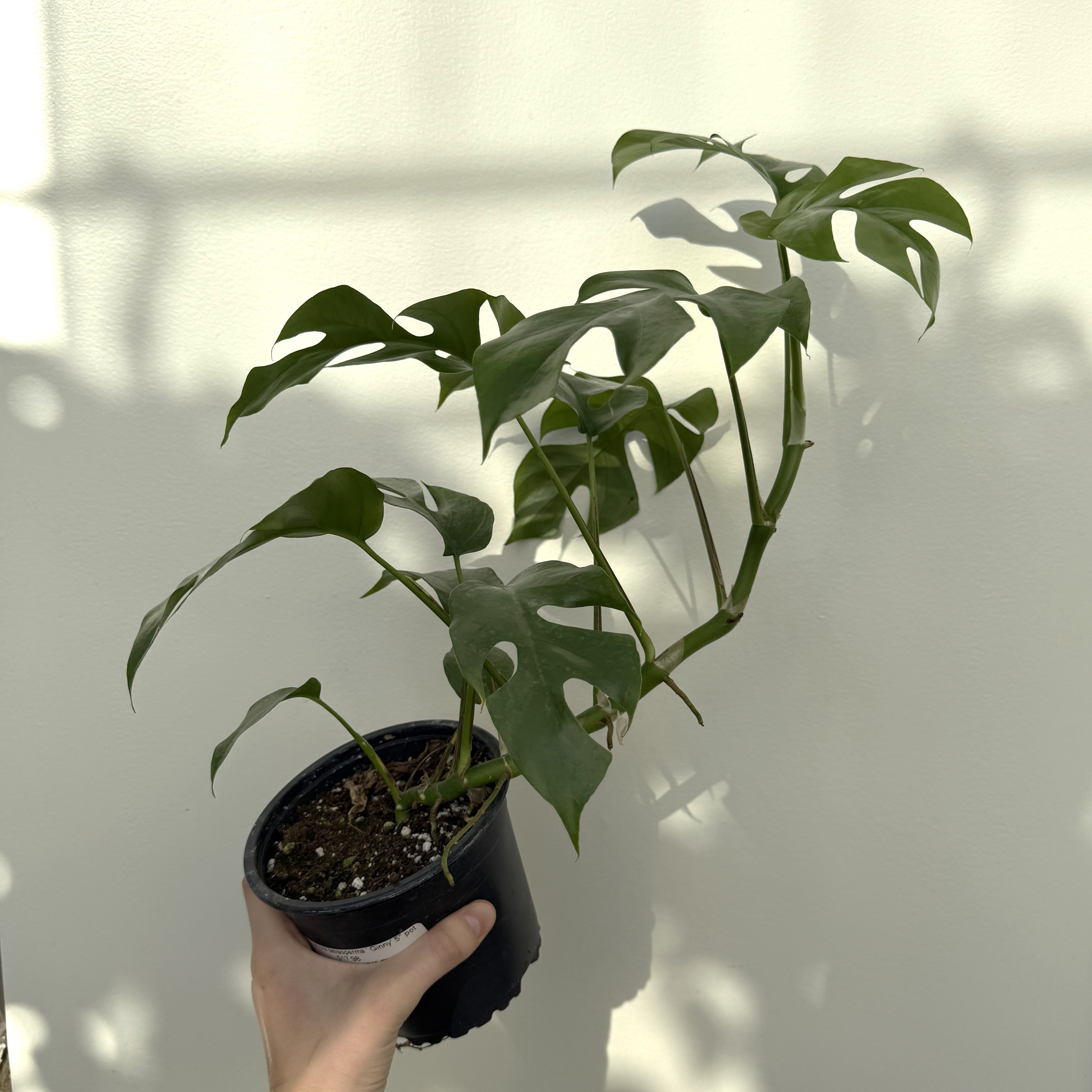 Mini Monstera (Rhaphidophora tetrasperma 'Ginny') – 5" Pot