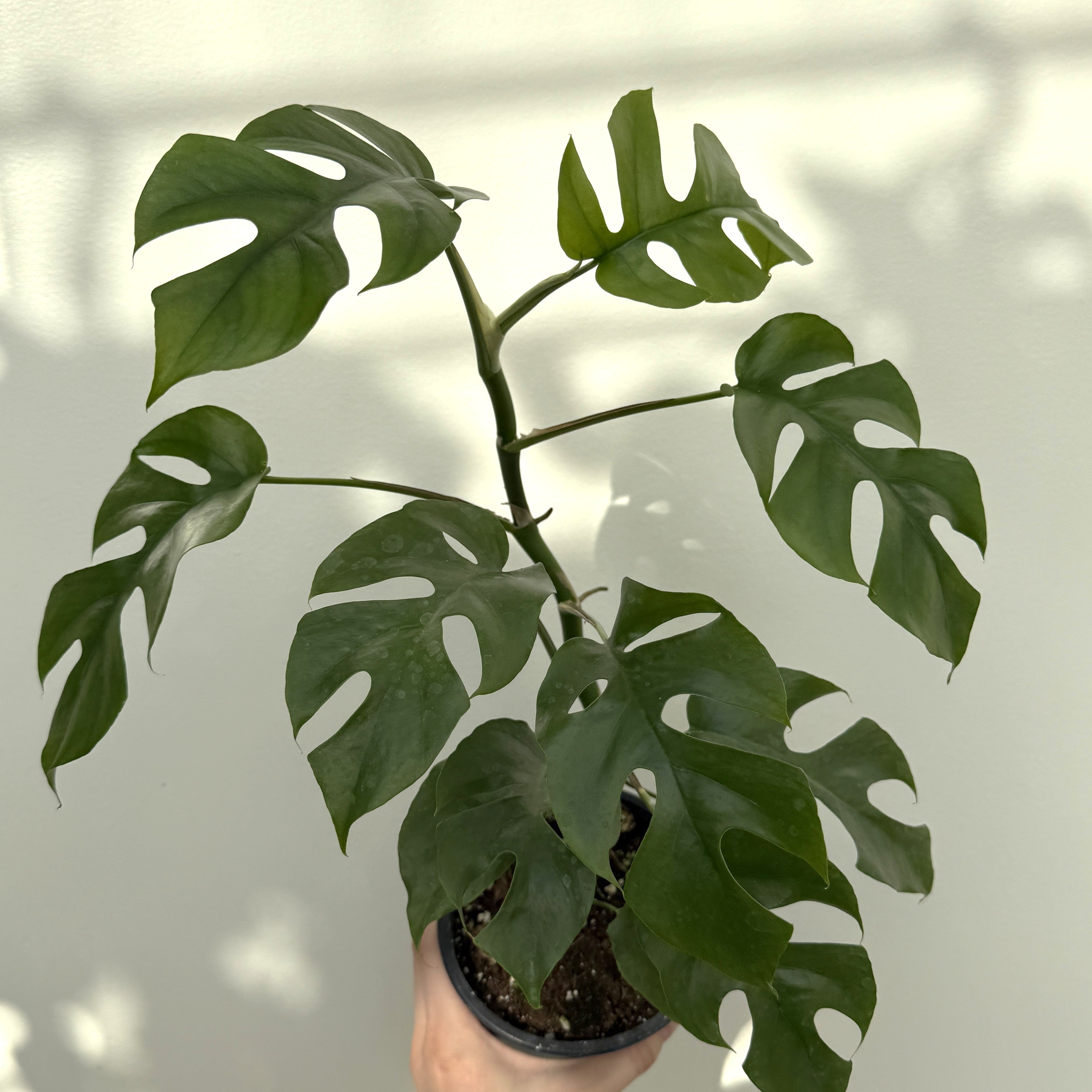 Mini Monstera (Rhaphidophora tetrasperma 'Ginny') – 5" Pot
