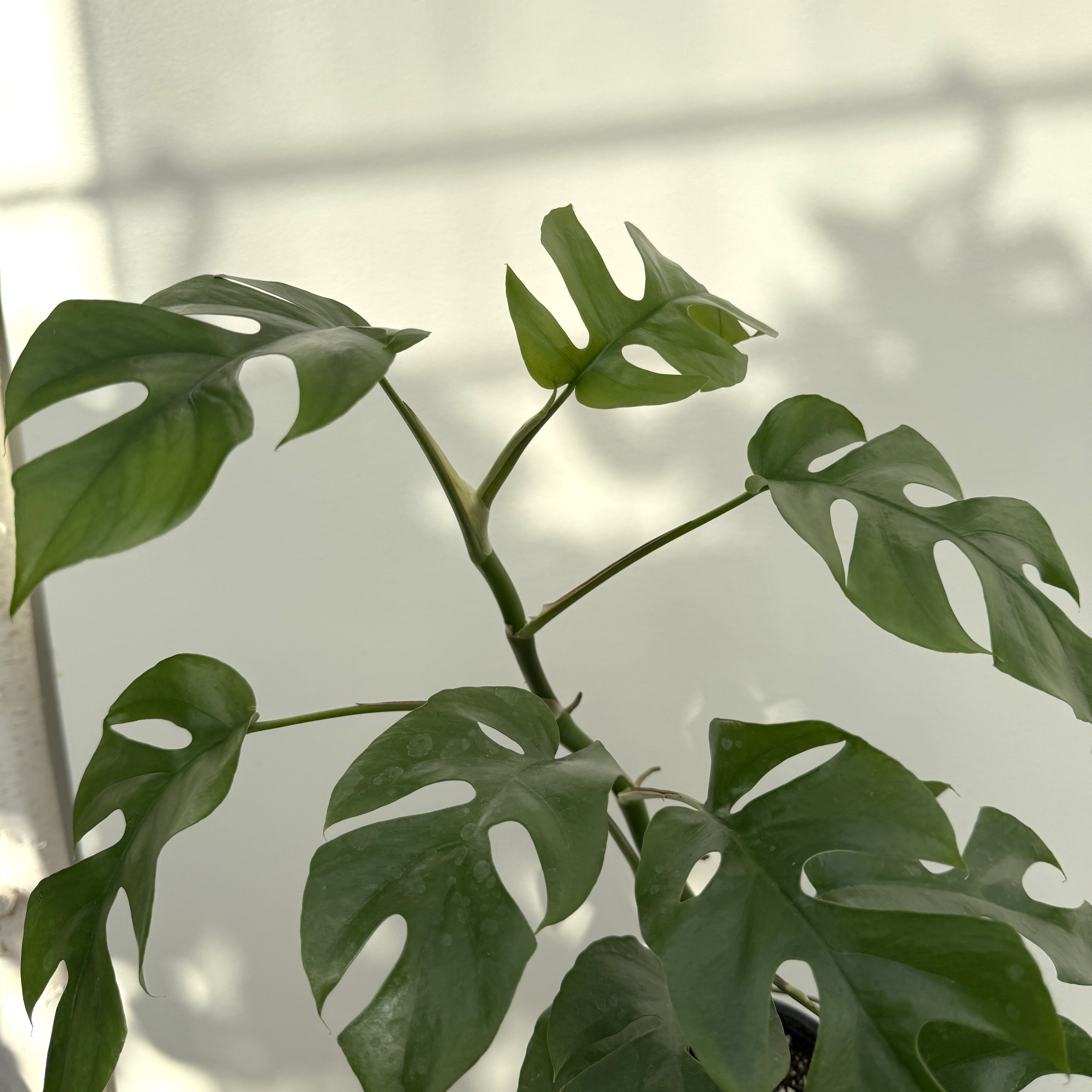 Mini Monstera (Rhaphidophora tetrasperma 'Ginny') – 5" Pot