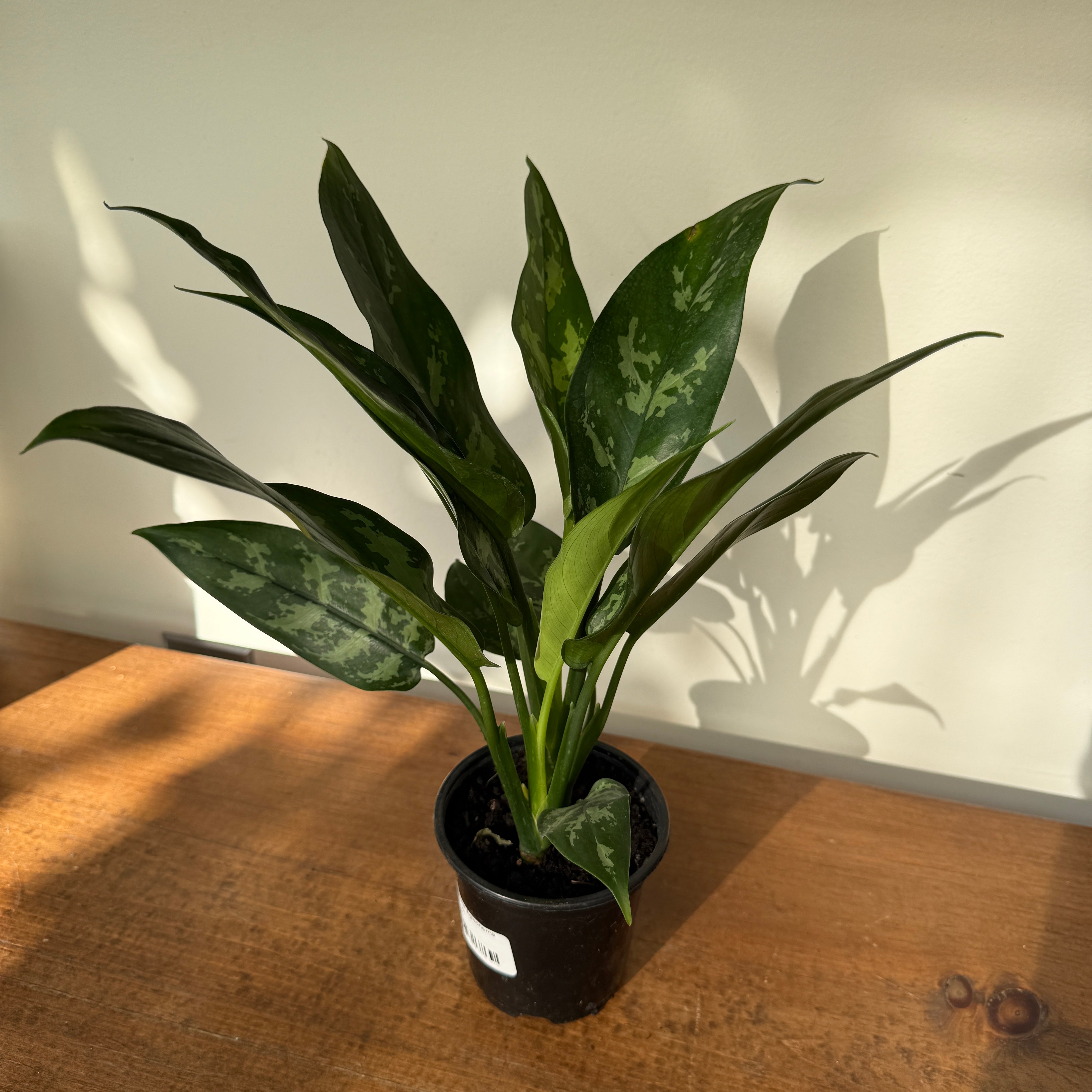 Chinese Evergreen 'Maria' (Aglaonema Maria) - 4" pot