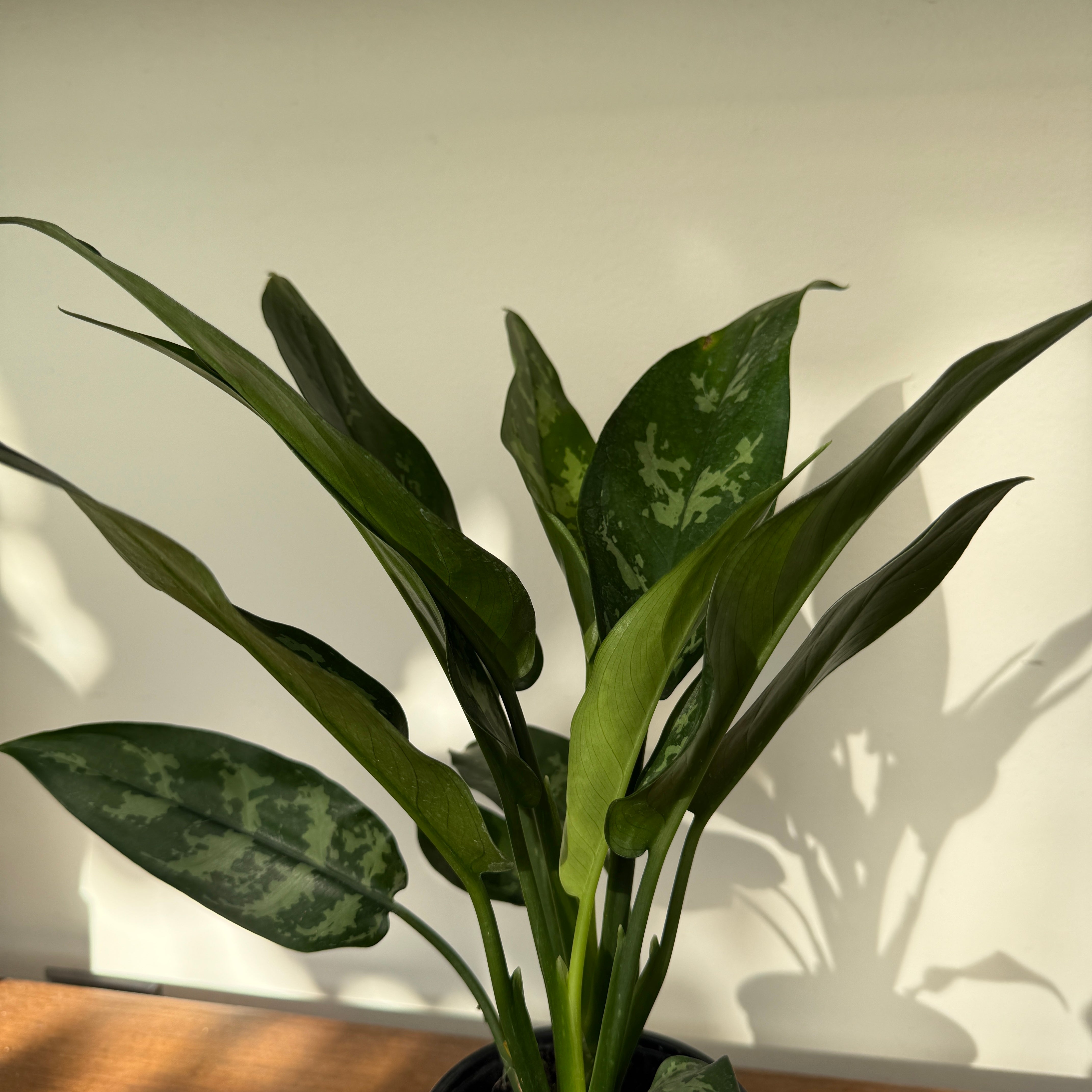 Chinese Evergreen 'Maria' (Aglaonema Maria) - 4" pot