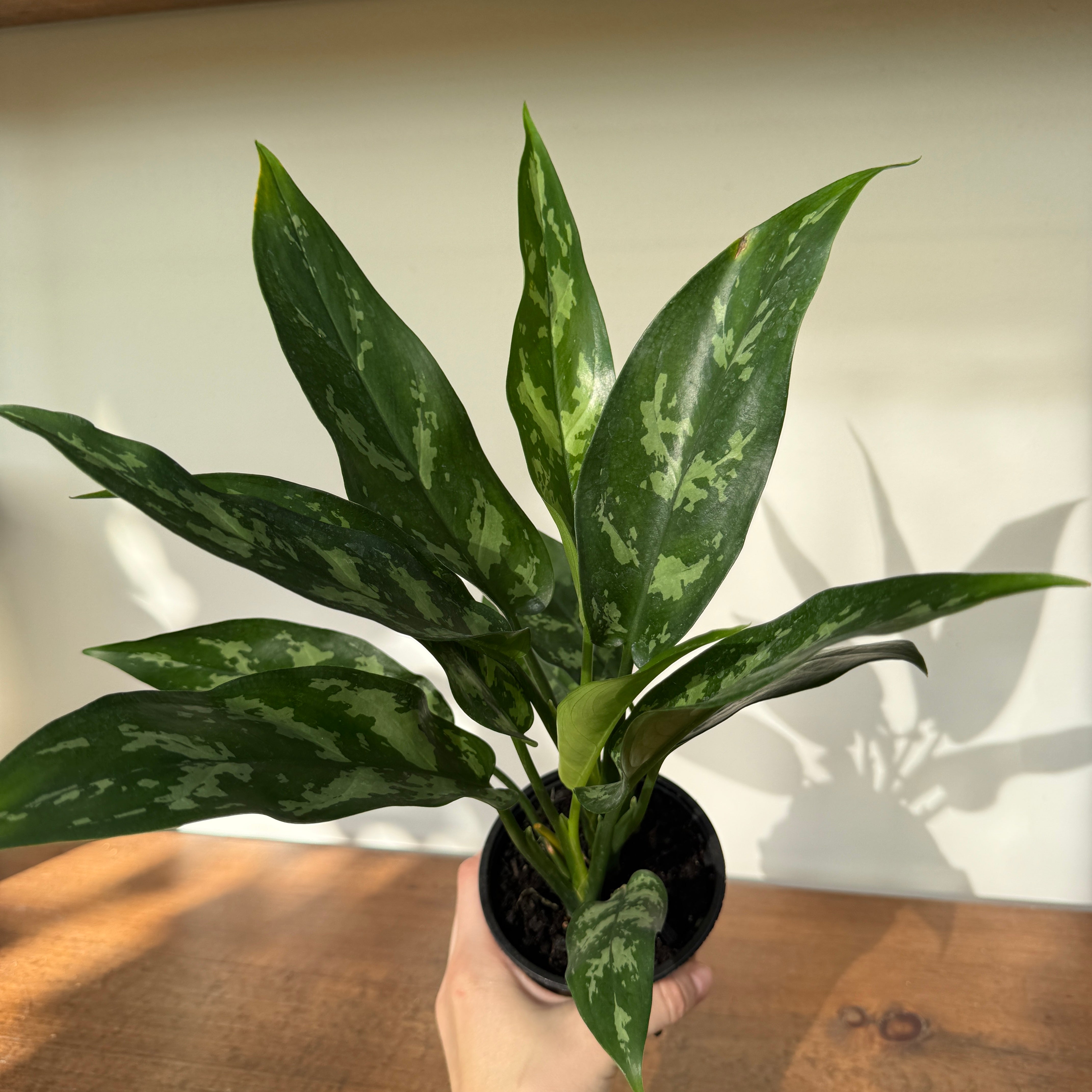 Chinese Evergreen 'Maria' (Aglaonema Maria) - 4" pot