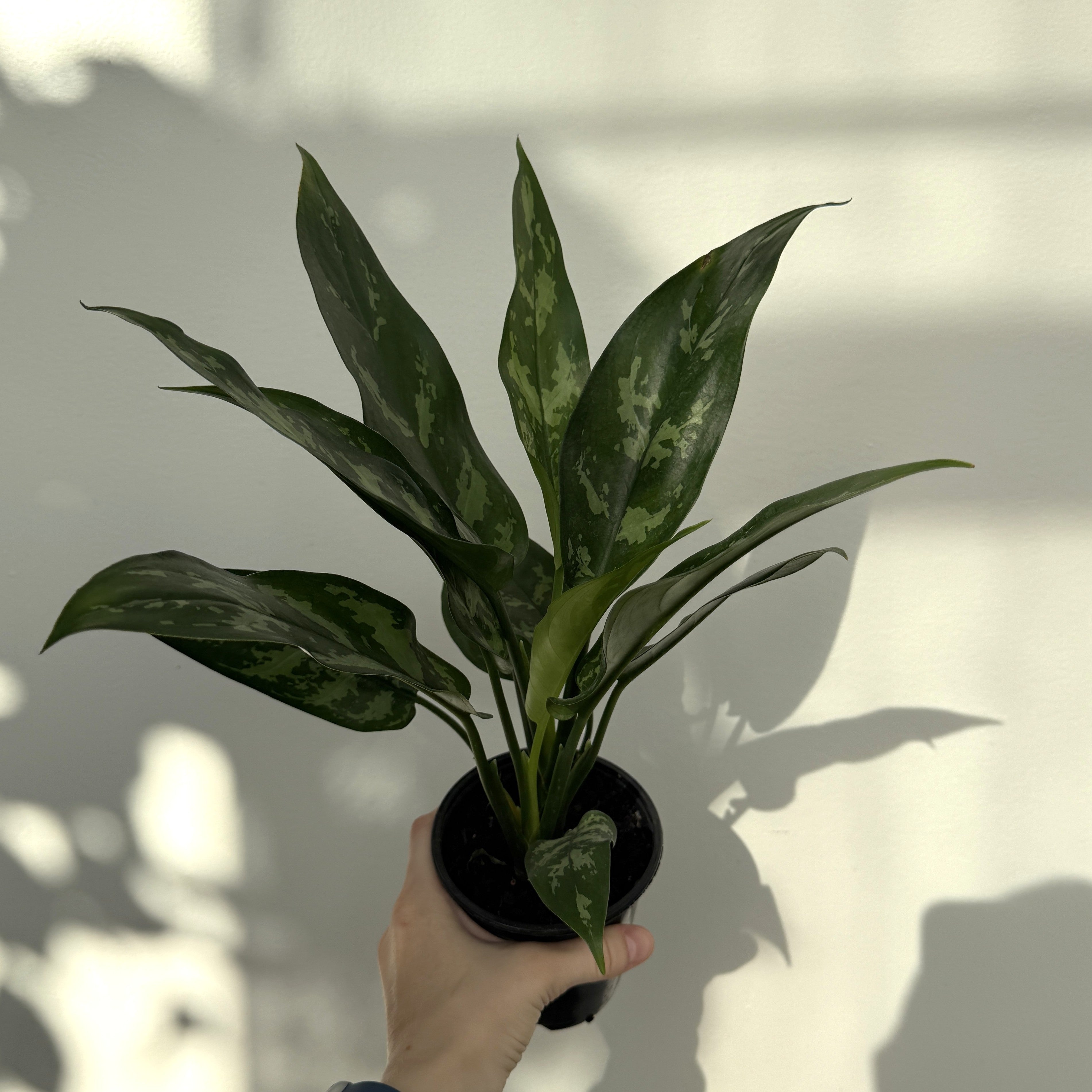 Chinese Evergreen 'Maria' (Aglaonema Maria) - 4" pot