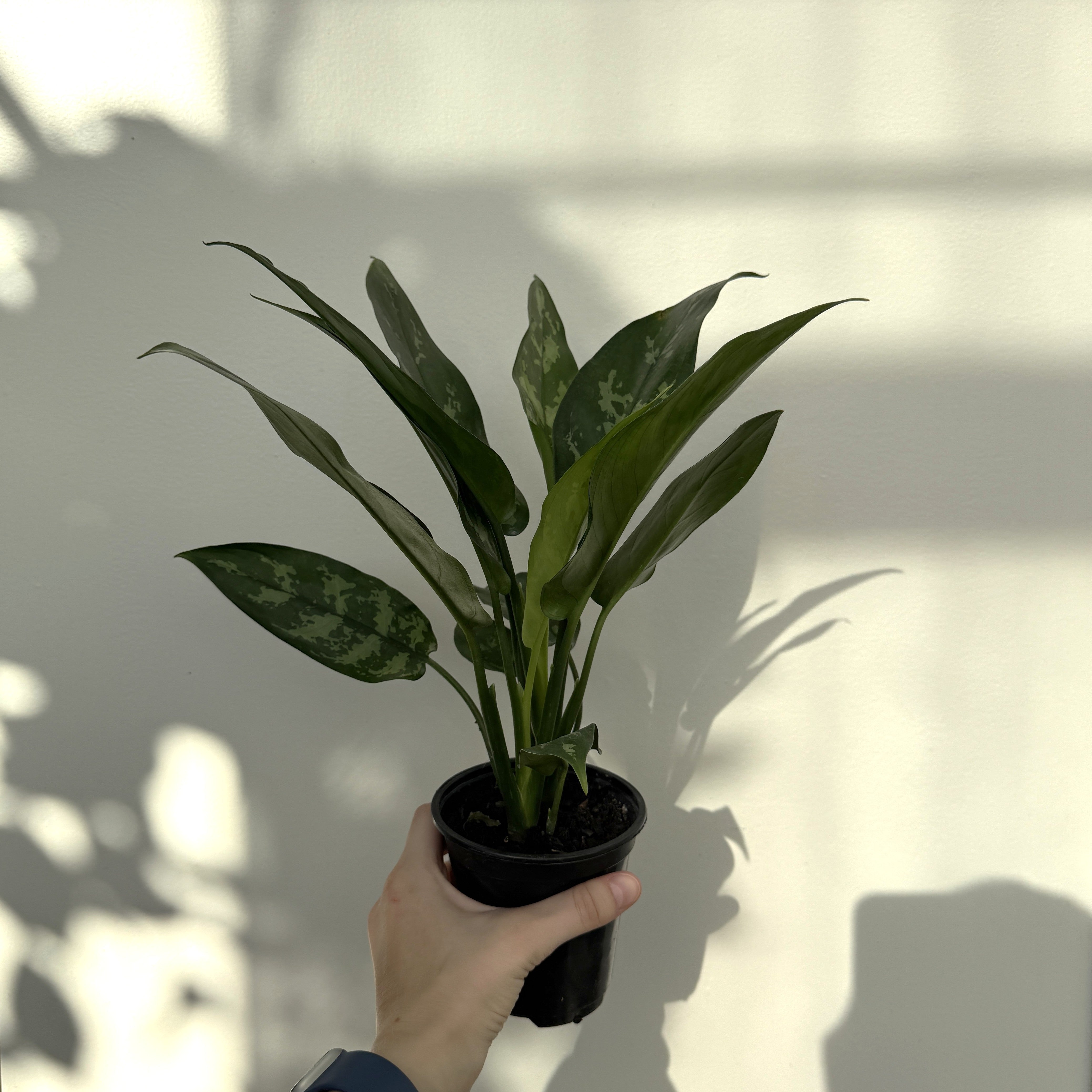 Chinese Evergreen 'Maria' (Aglaonema Maria) - 4" pot