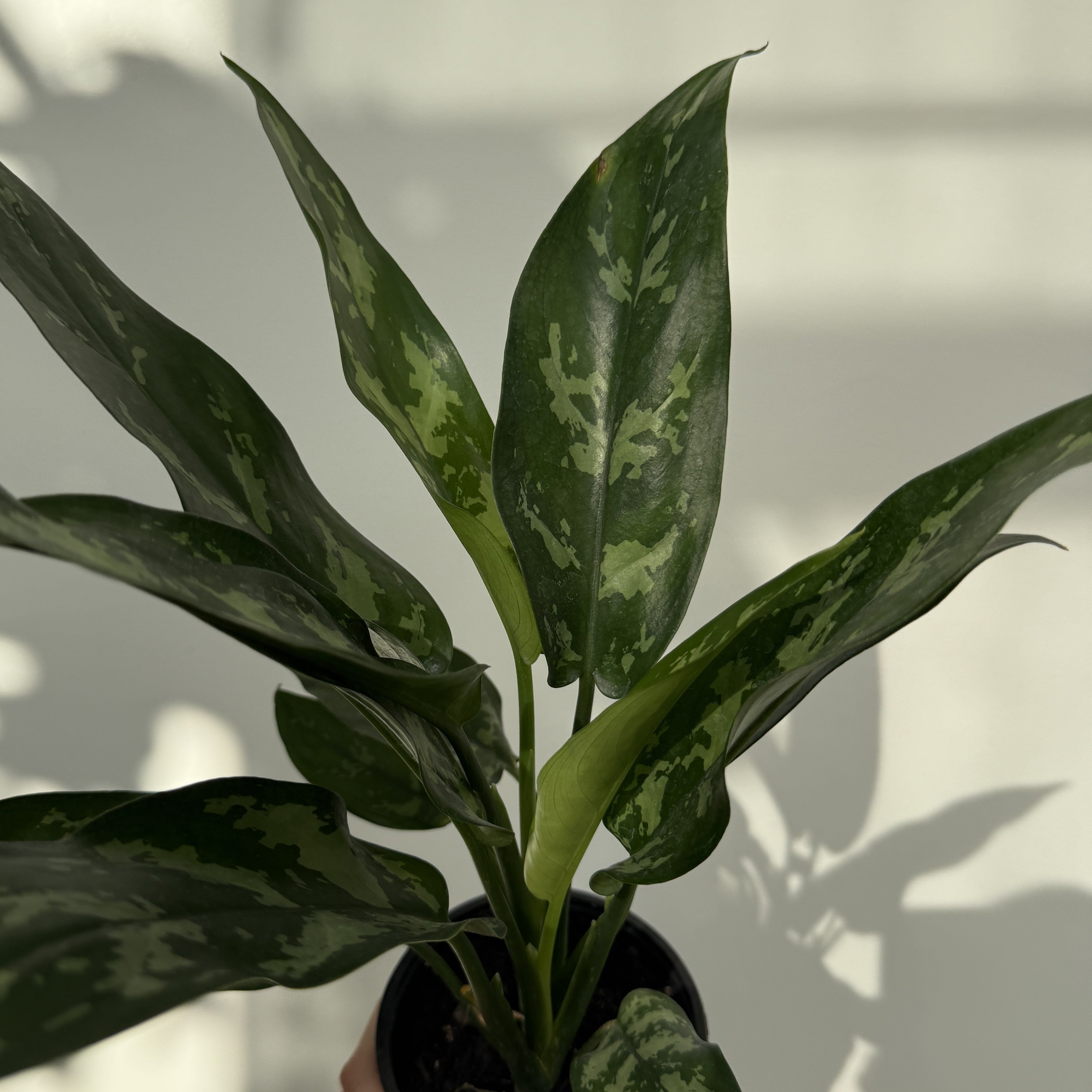 Chinese Evergreen 'Maria' (Aglaonema Maria) - 4" pot