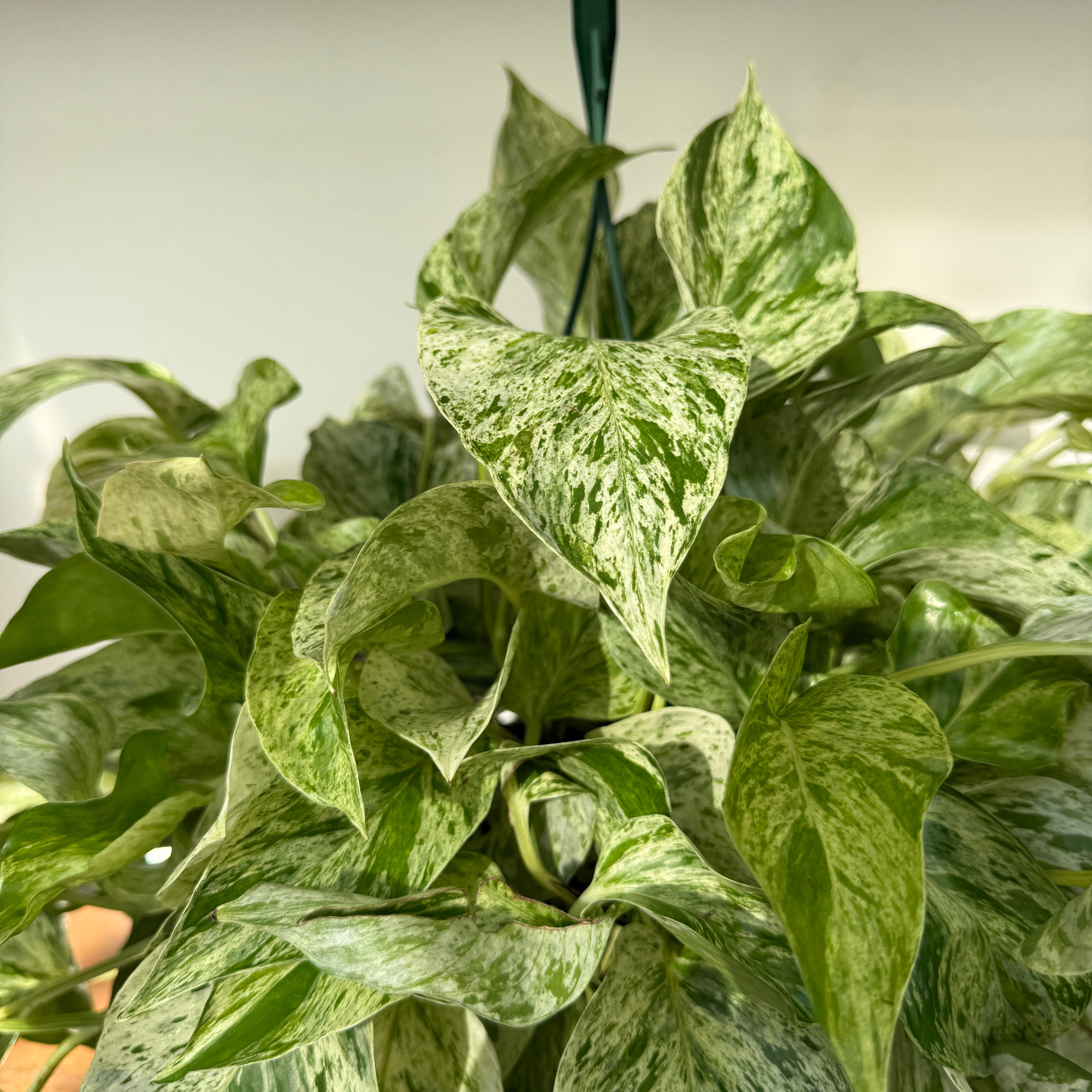 Pothos 'Snow Queen' (Epipremnum aureum 'Snow Queen') - 8" HB