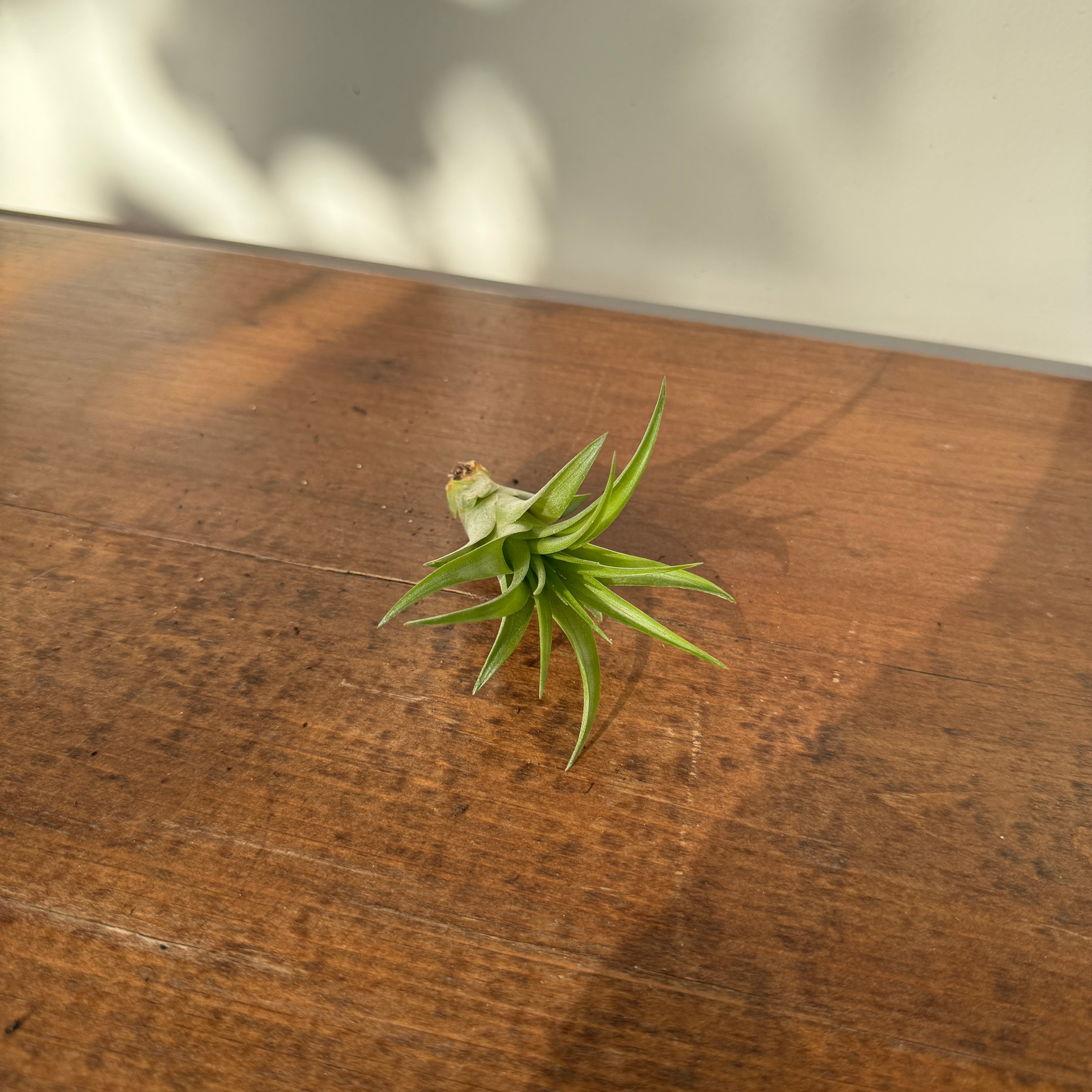 Air Plant - Assorted (Tillandsia - Assorted) - Each