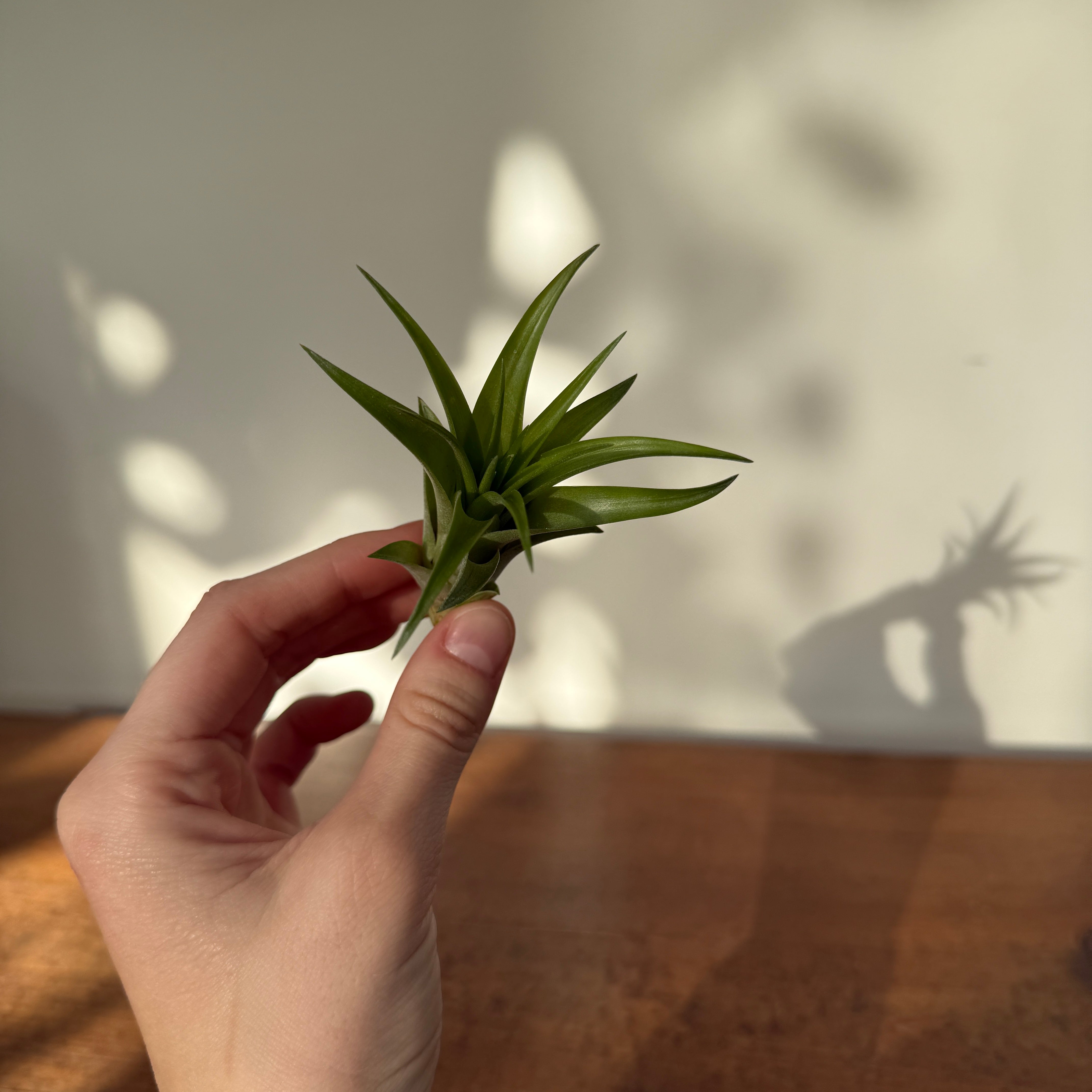 Air Plant - Assorted (Tillandsia - Assorted) - Each