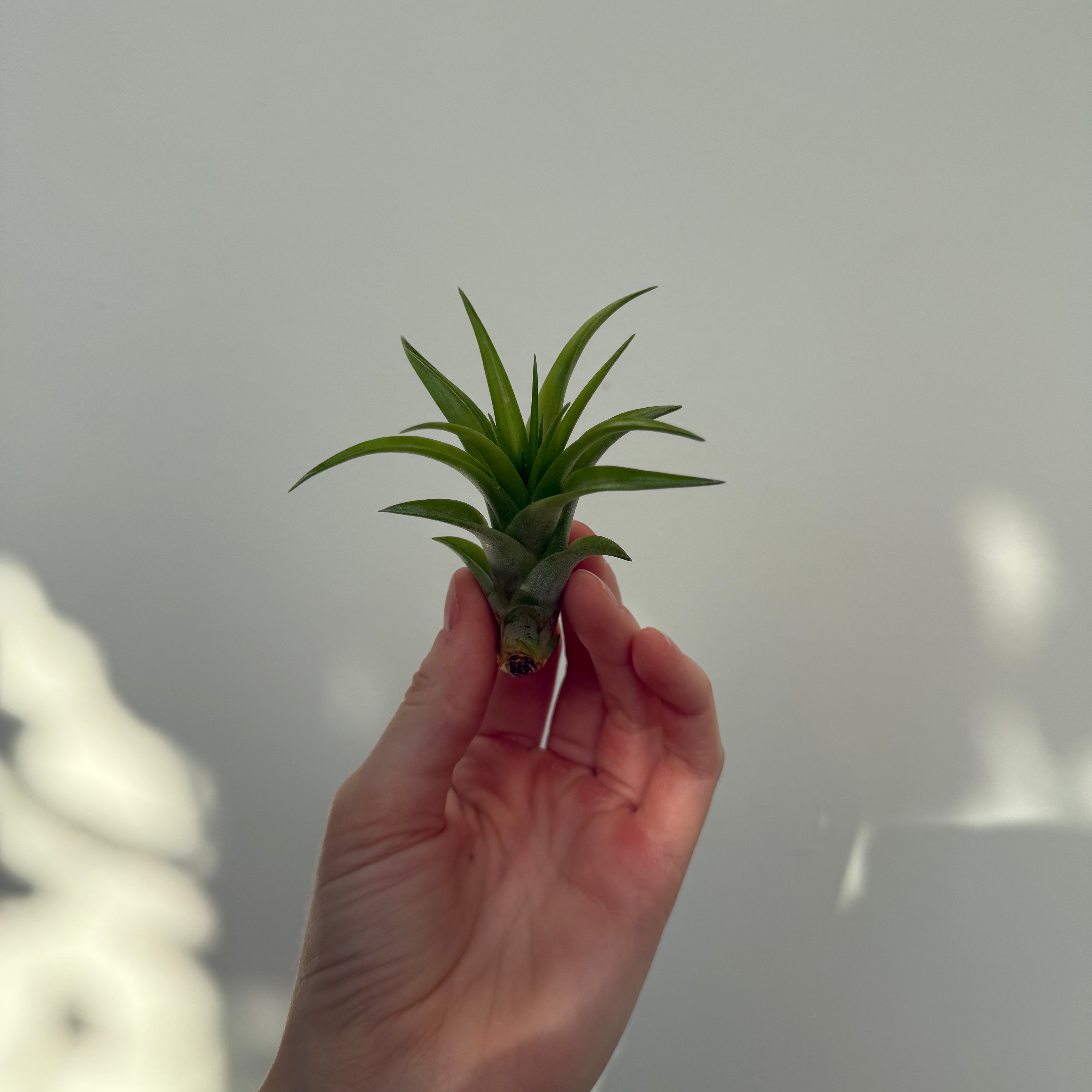 Air Plant - Assorted (Tillandsia - Assorted) - Each