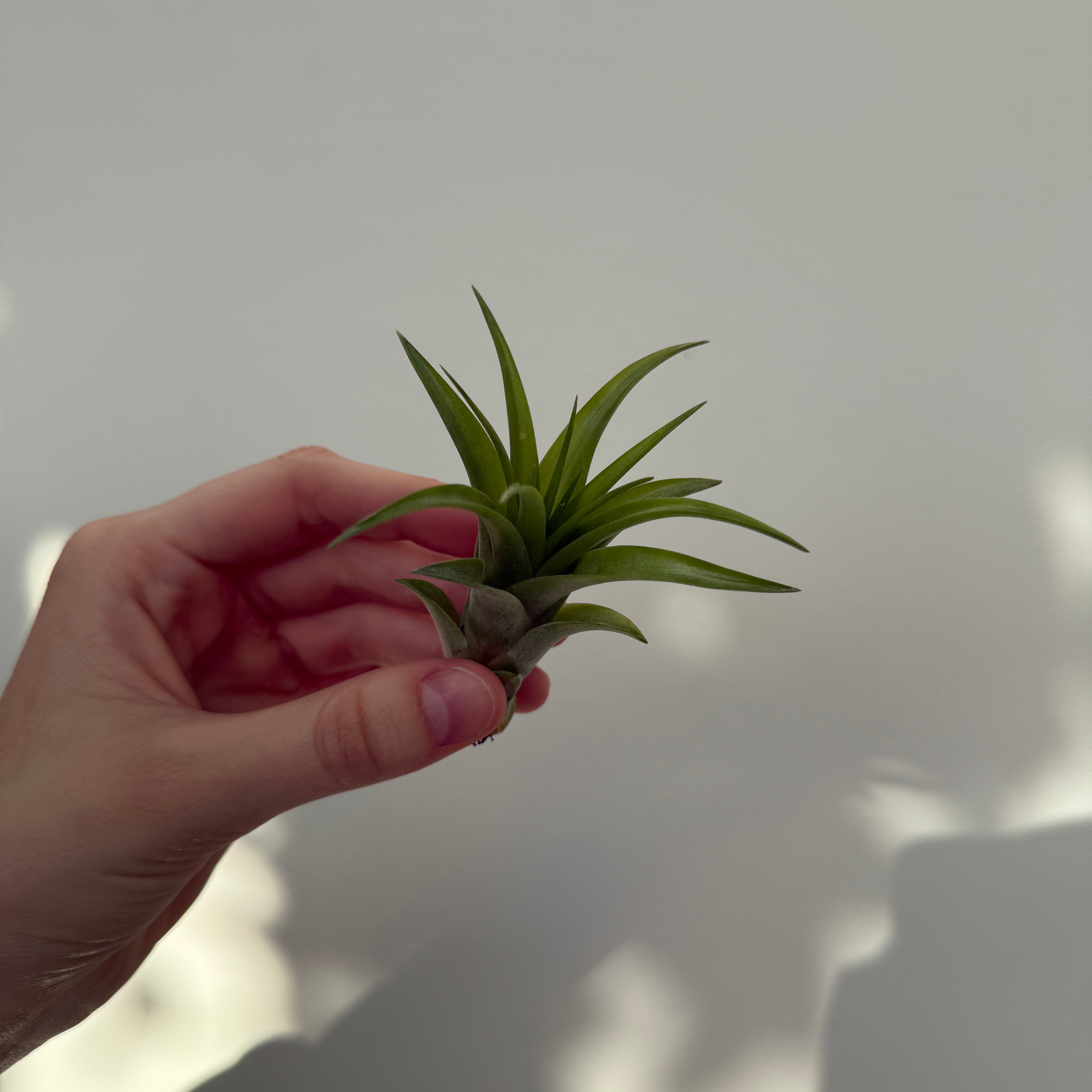 Air Plant - Assorted (Tillandsia - Assorted) - Each