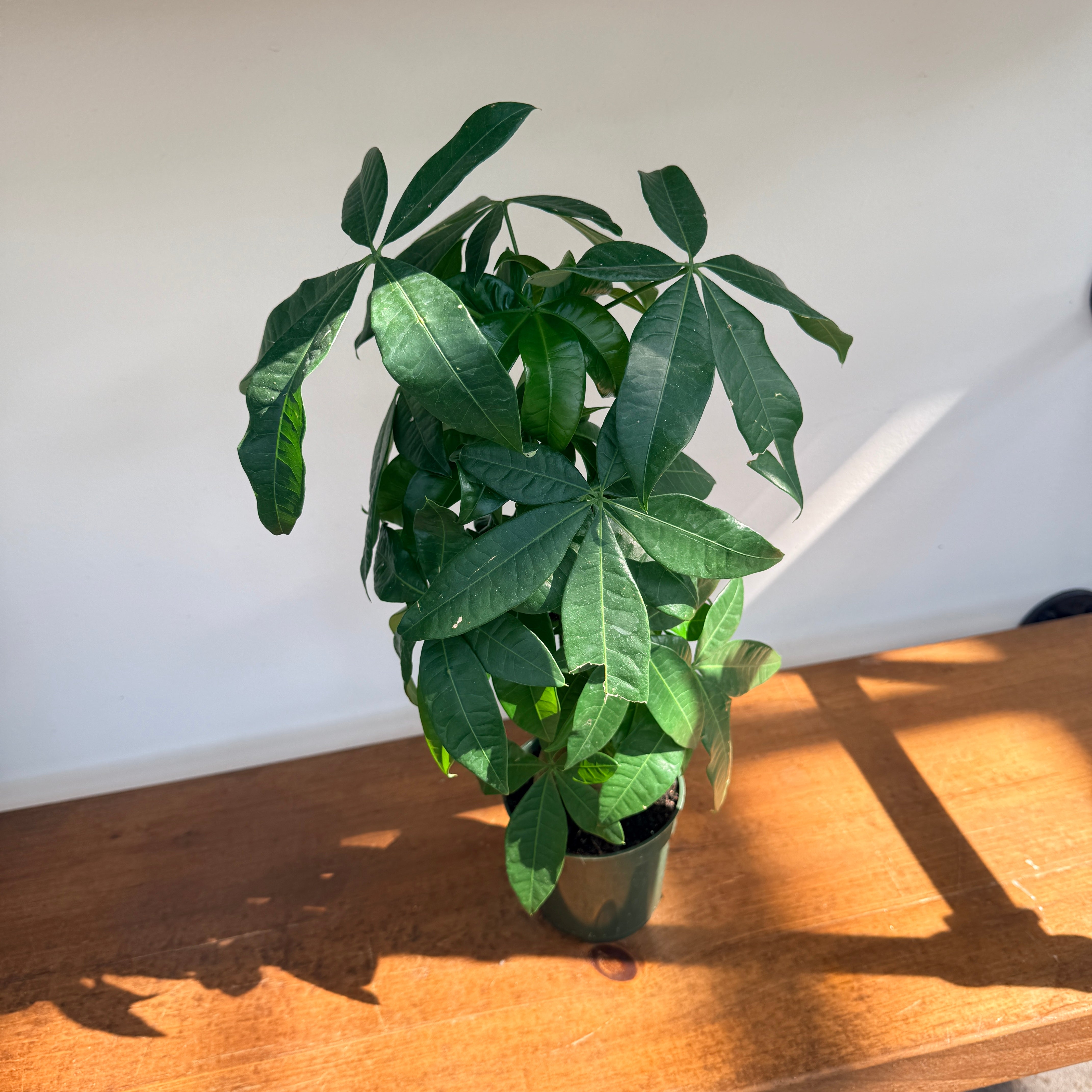 Braided Money Tree (Pachira aquatica) - 4" Pot