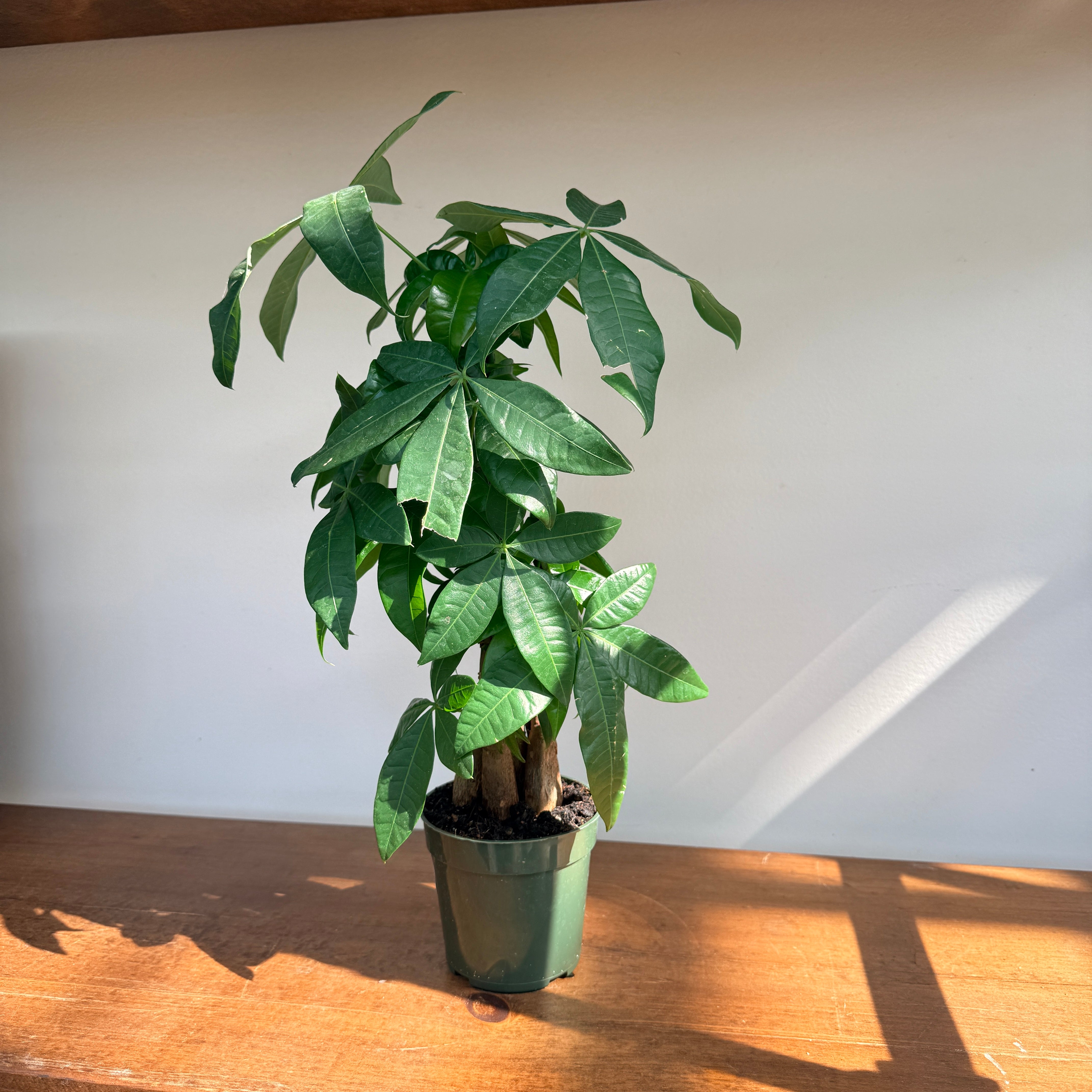 Braided Money Tree (Pachira aquatica) - 4" Pot