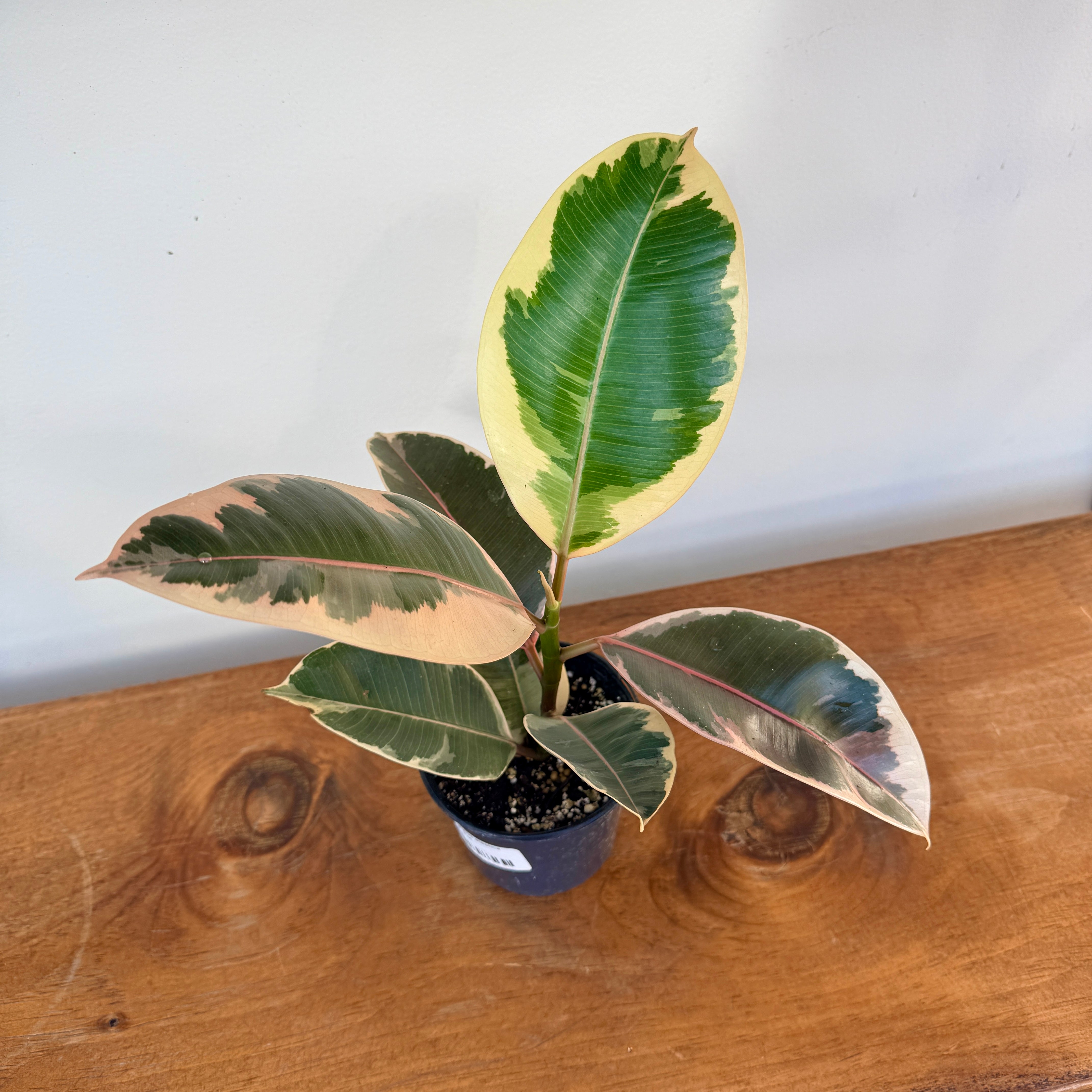 Tineke Rubber Plant (Ficus elastica 'Tineke') - 4" Pot
