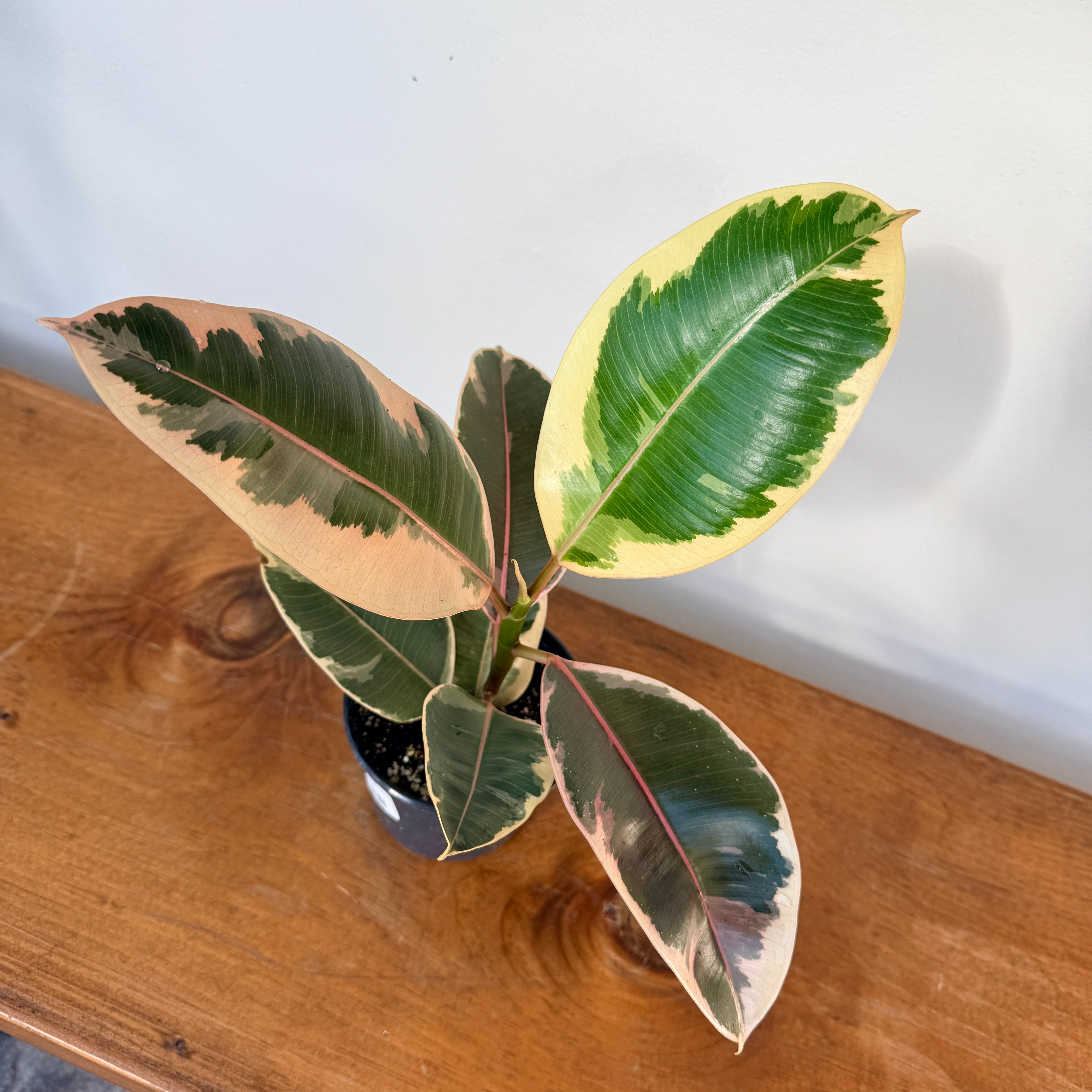 Tineke Rubber Plant (Ficus elastica 'Tineke') - 4" Pot