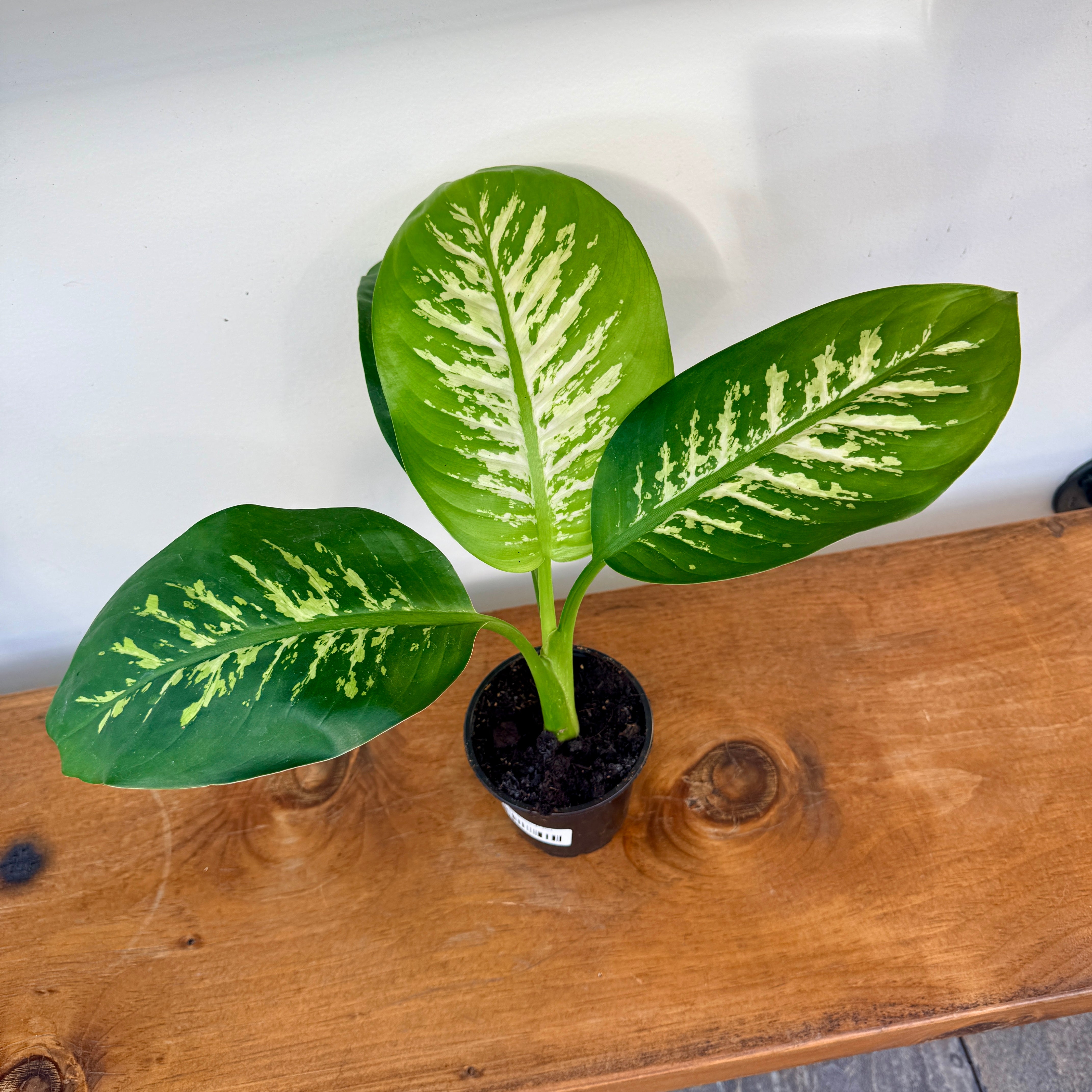 Dieffenbachia 'Tropic Snow' - 4" Pot