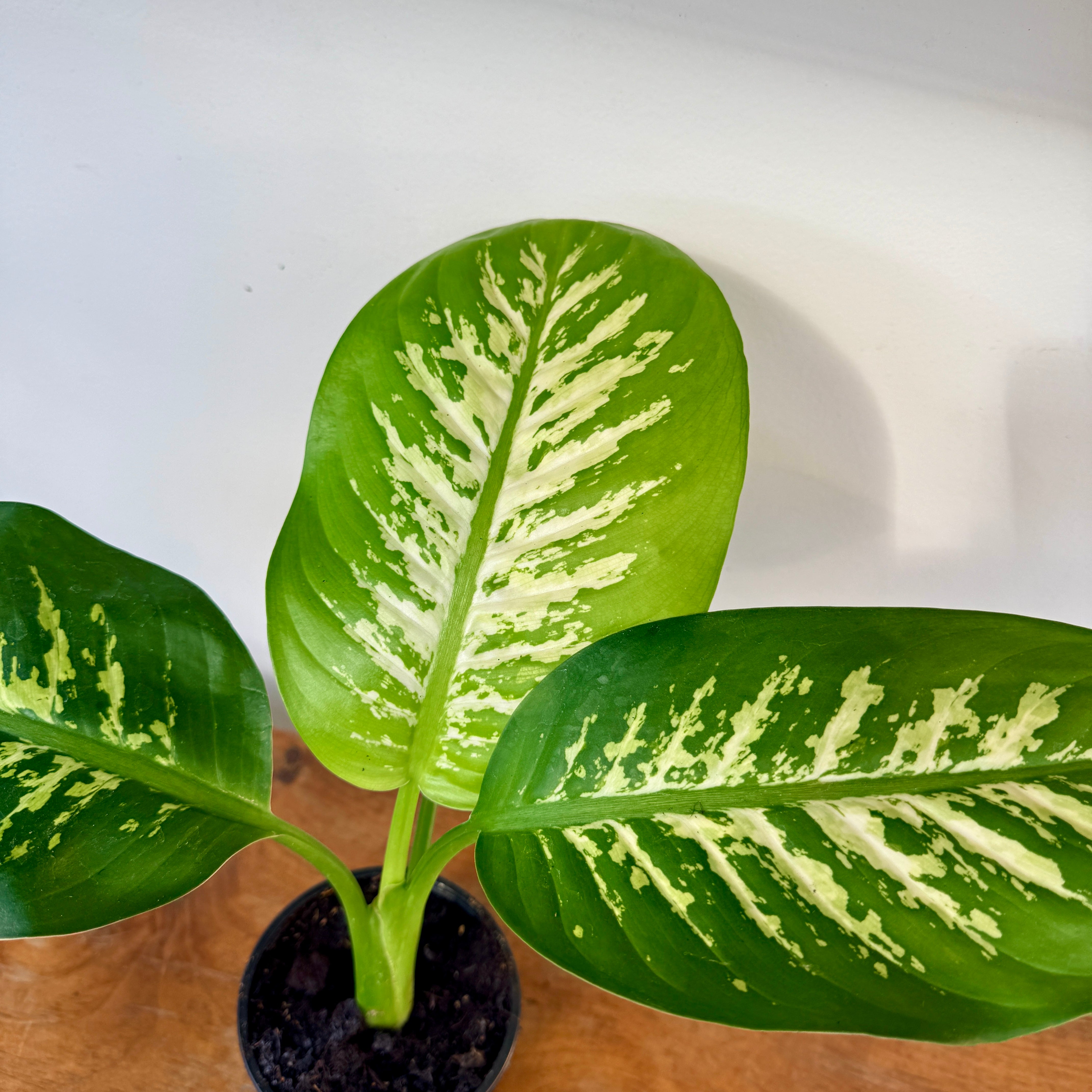 Dieffenbachia 'Tropic Snow' - 4" Pot