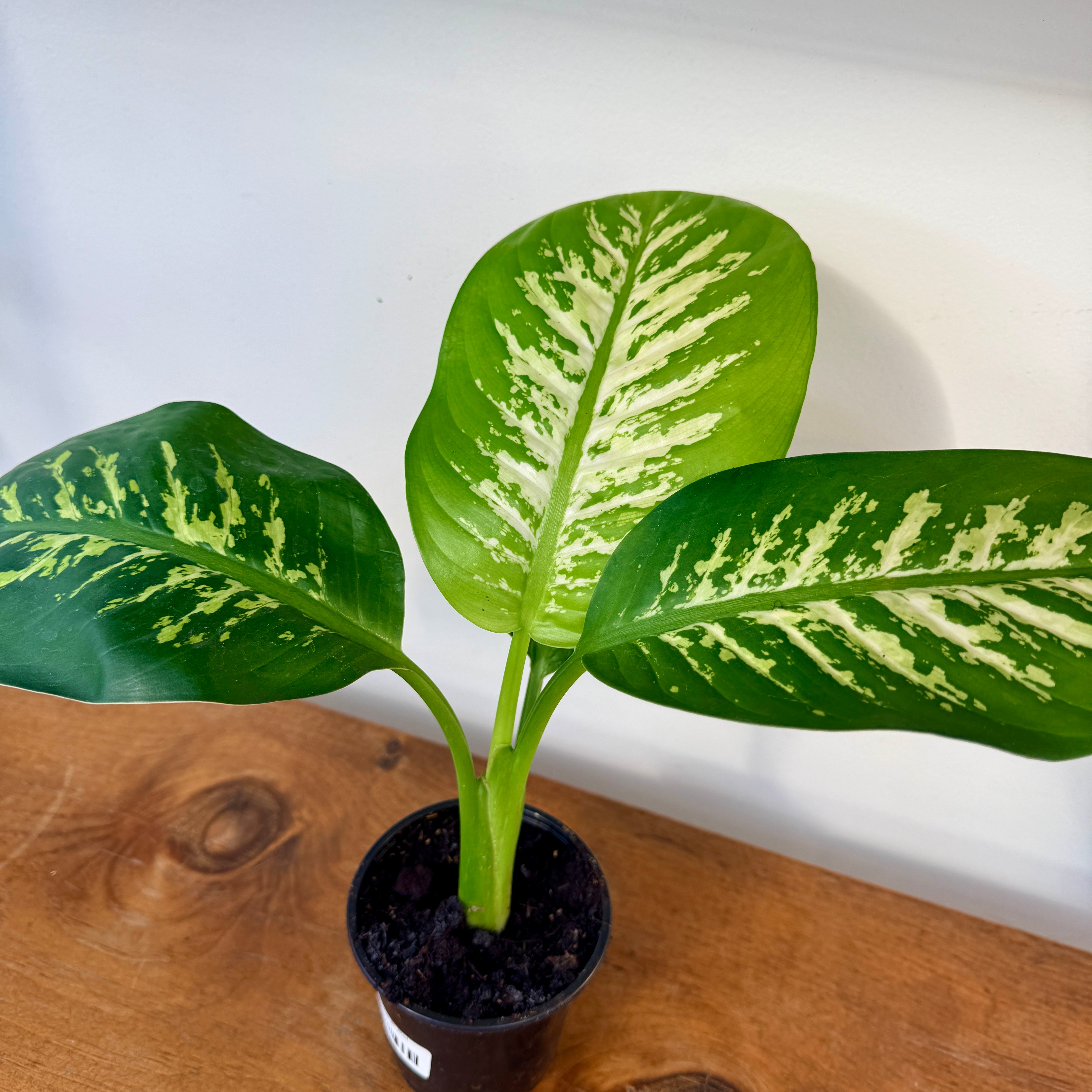 Dieffenbachia 'Tropic Snow' - 4" Pot