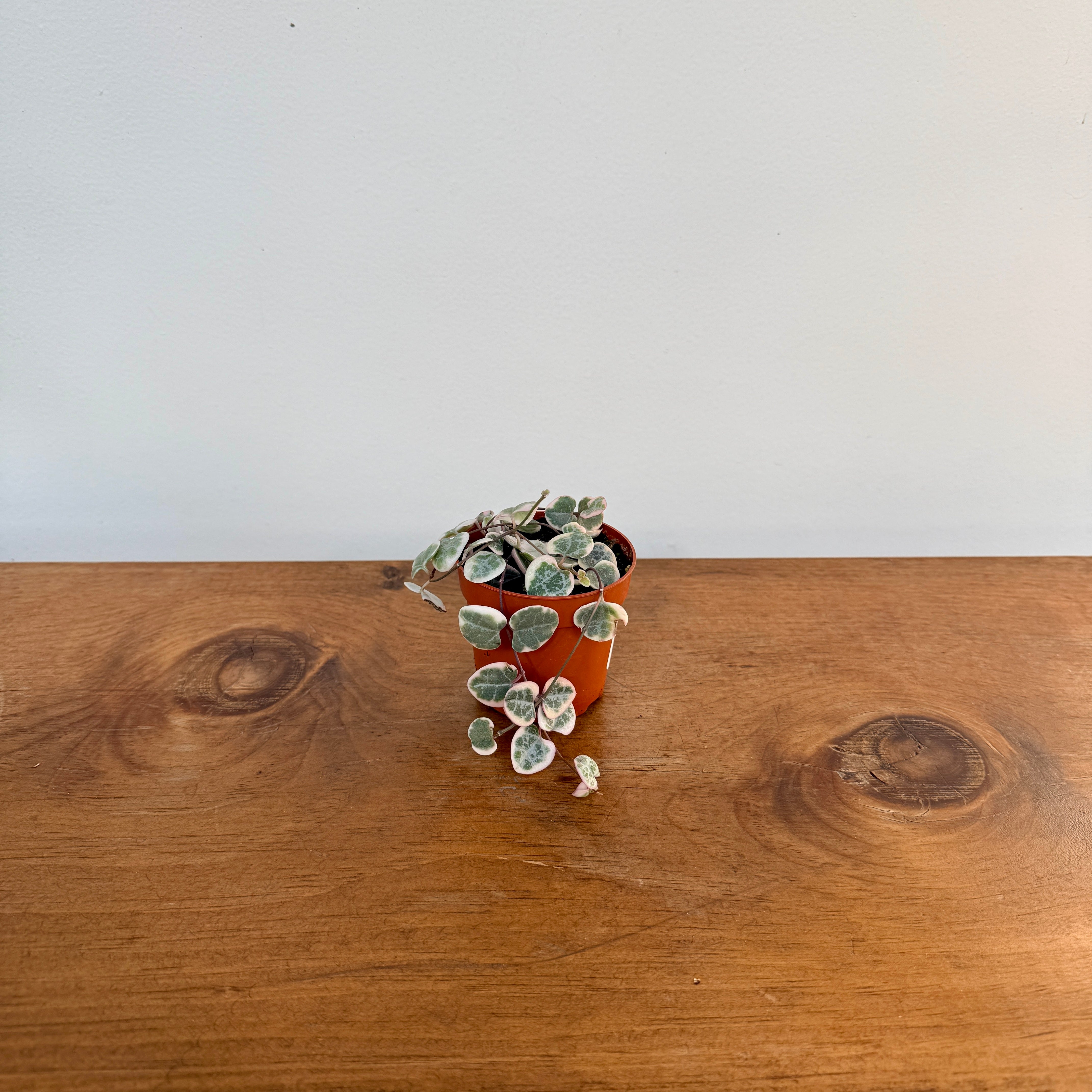 String of Hearts (Ceropegia woodii) - 2.5" Pot