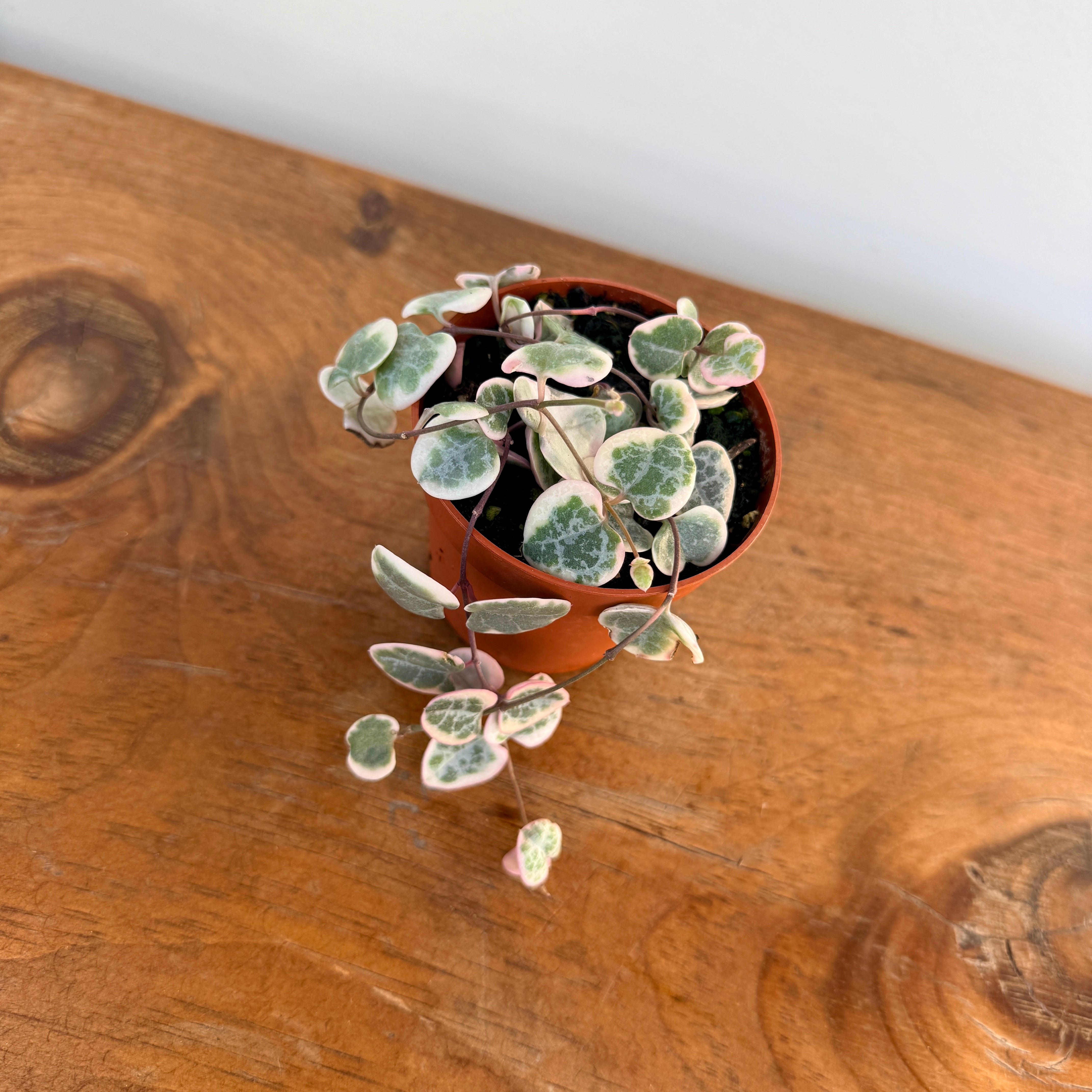 String of Hearts (Ceropegia woodii) - 2.5" Pot