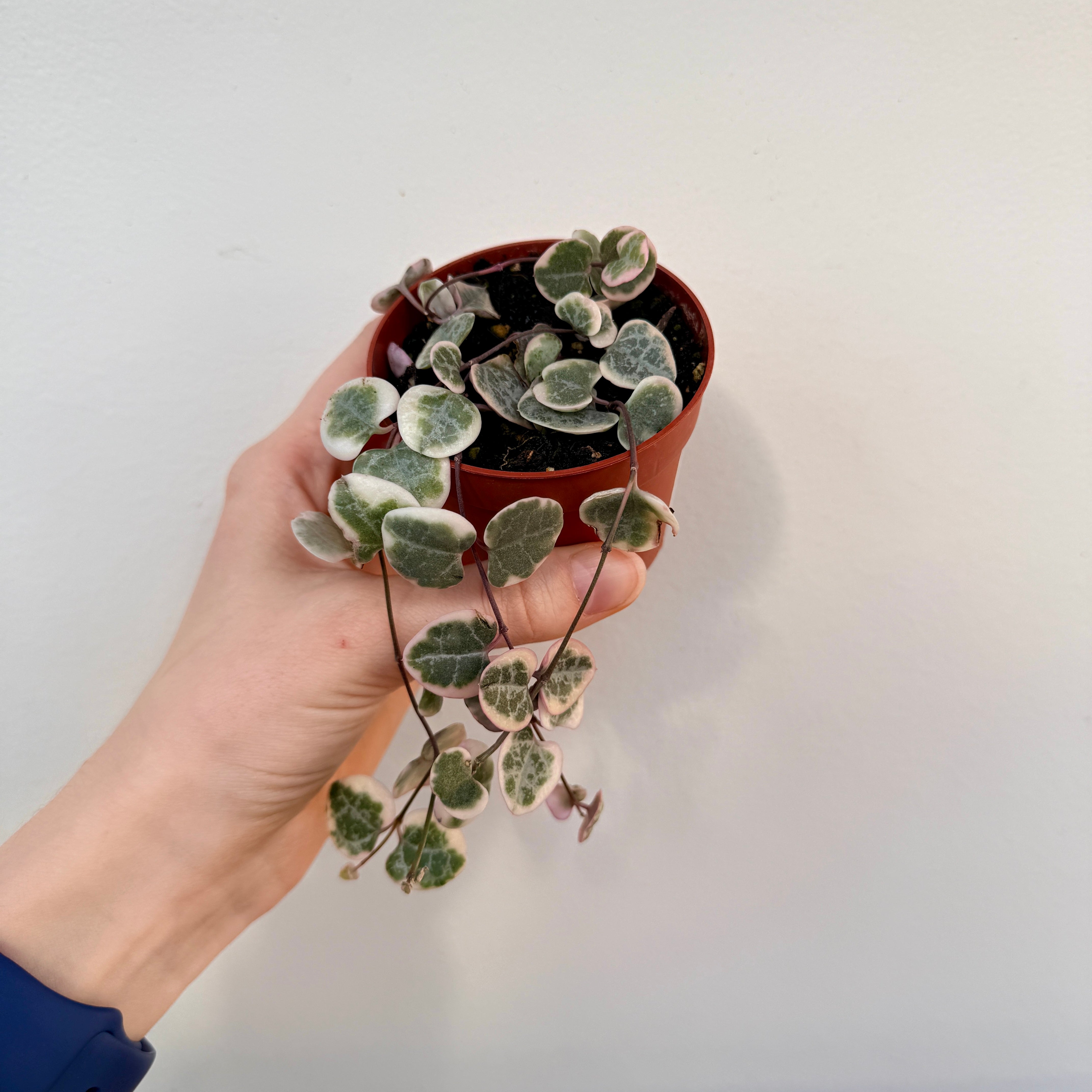 String of Hearts (Ceropegia woodii) - 2.5" Pot