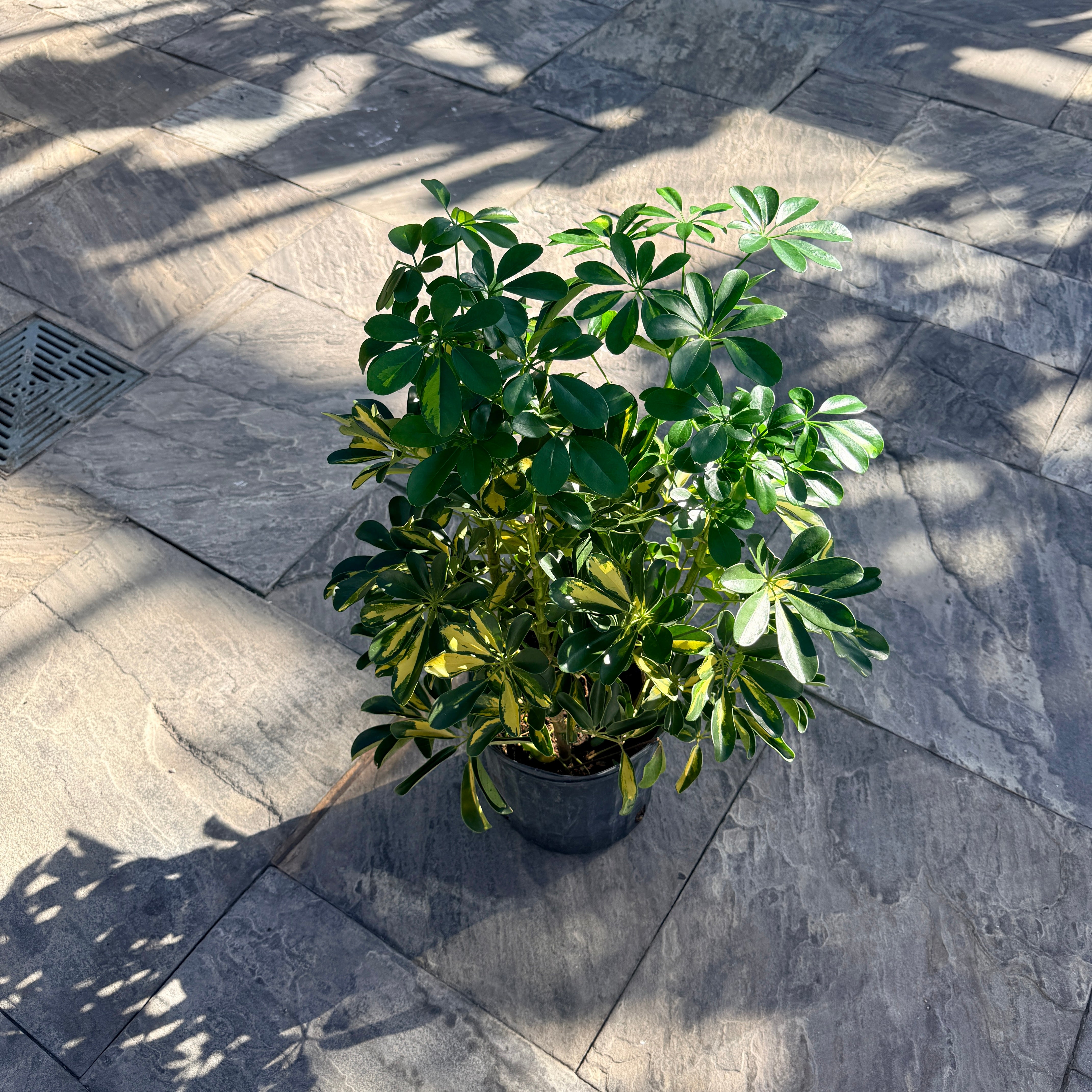 Gold Capella Bush (Schefflera arboricola) - 10" Pot