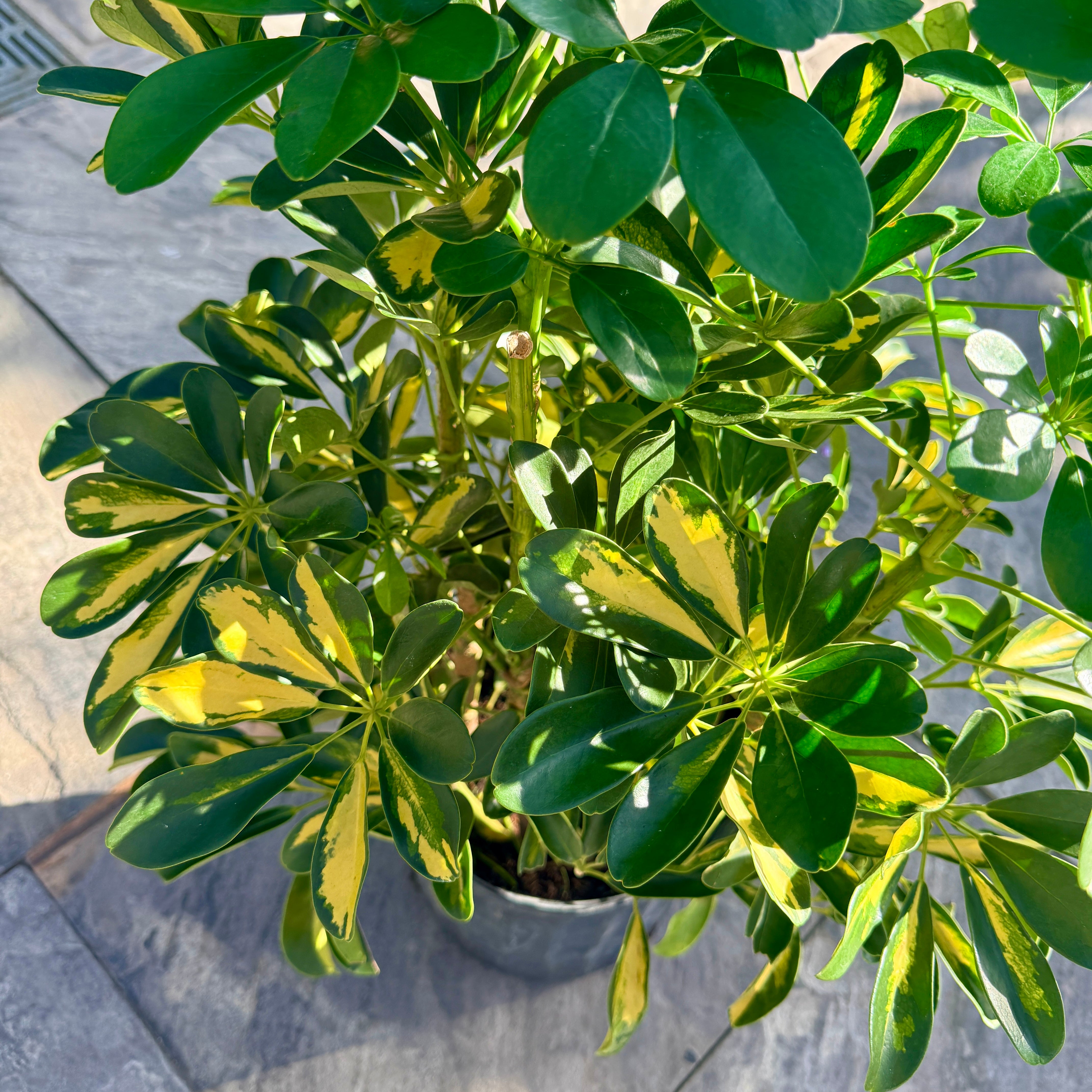 Gold Capella Bush (Schefflera arboricola) - 10" Pot