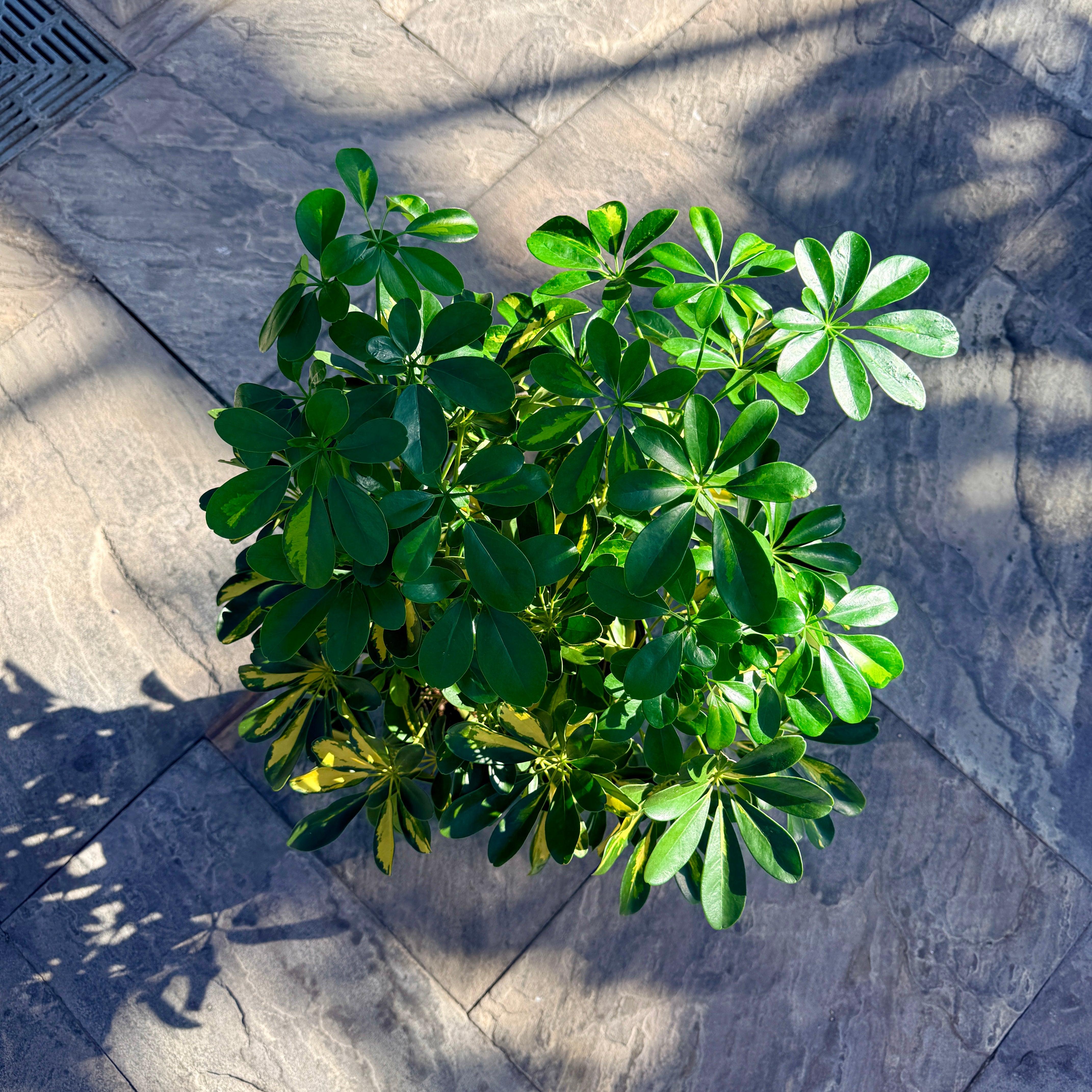 Gold Capella Bush (Schefflera arboricola) - 10" Pot
