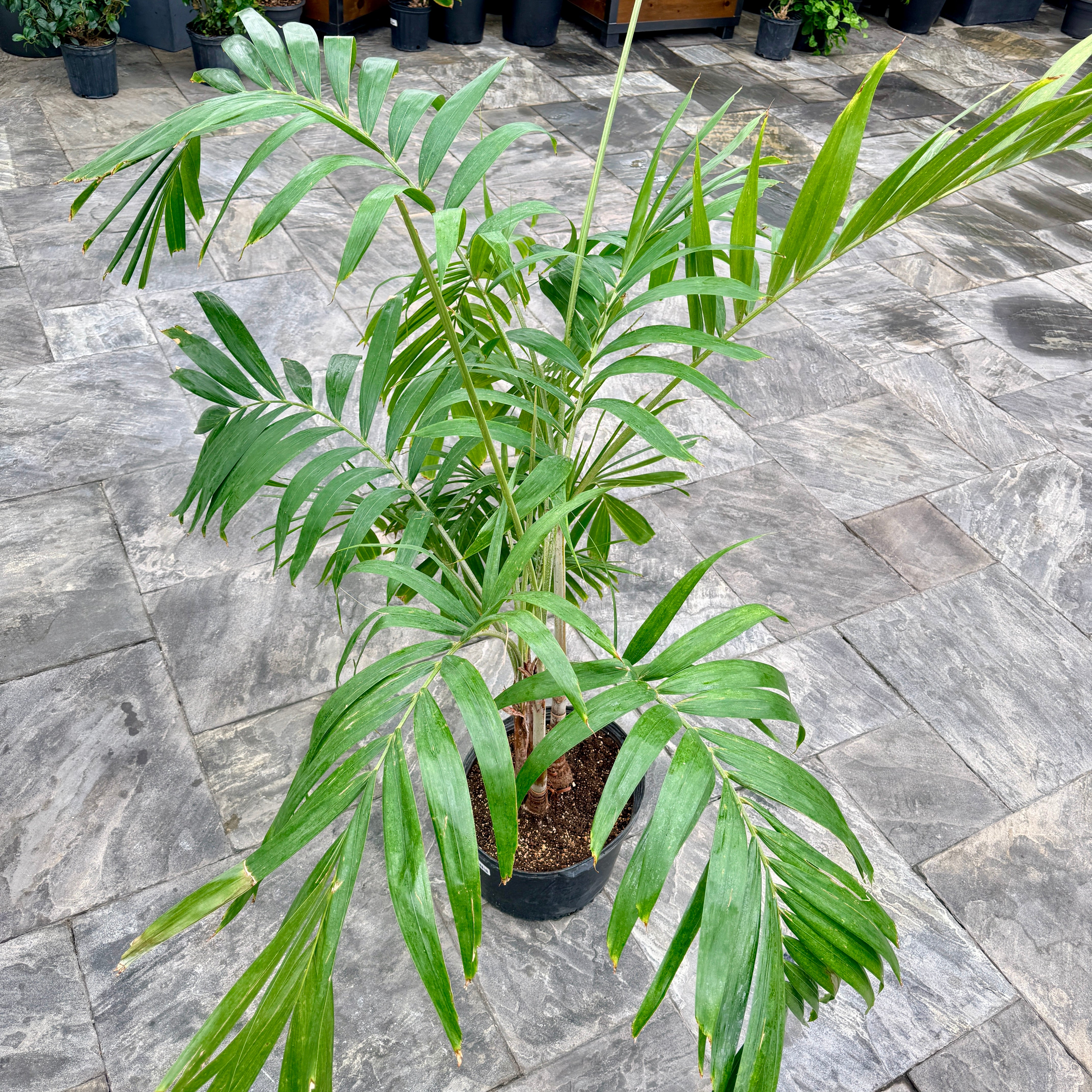 Christmas Palm (Adonidia merillii) - 13" Pot