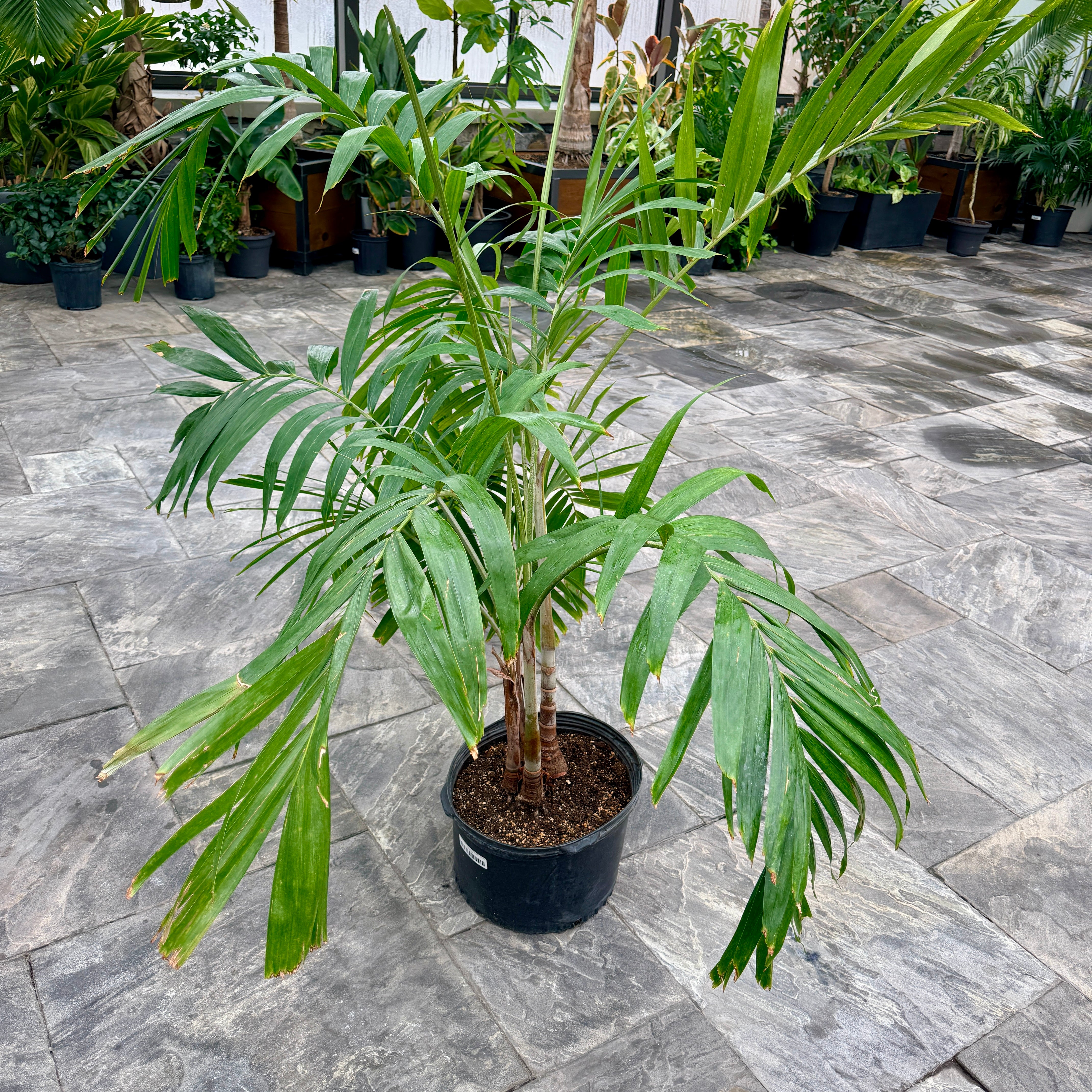 Christmas Palm (Adonidia merillii) - 13" Pot