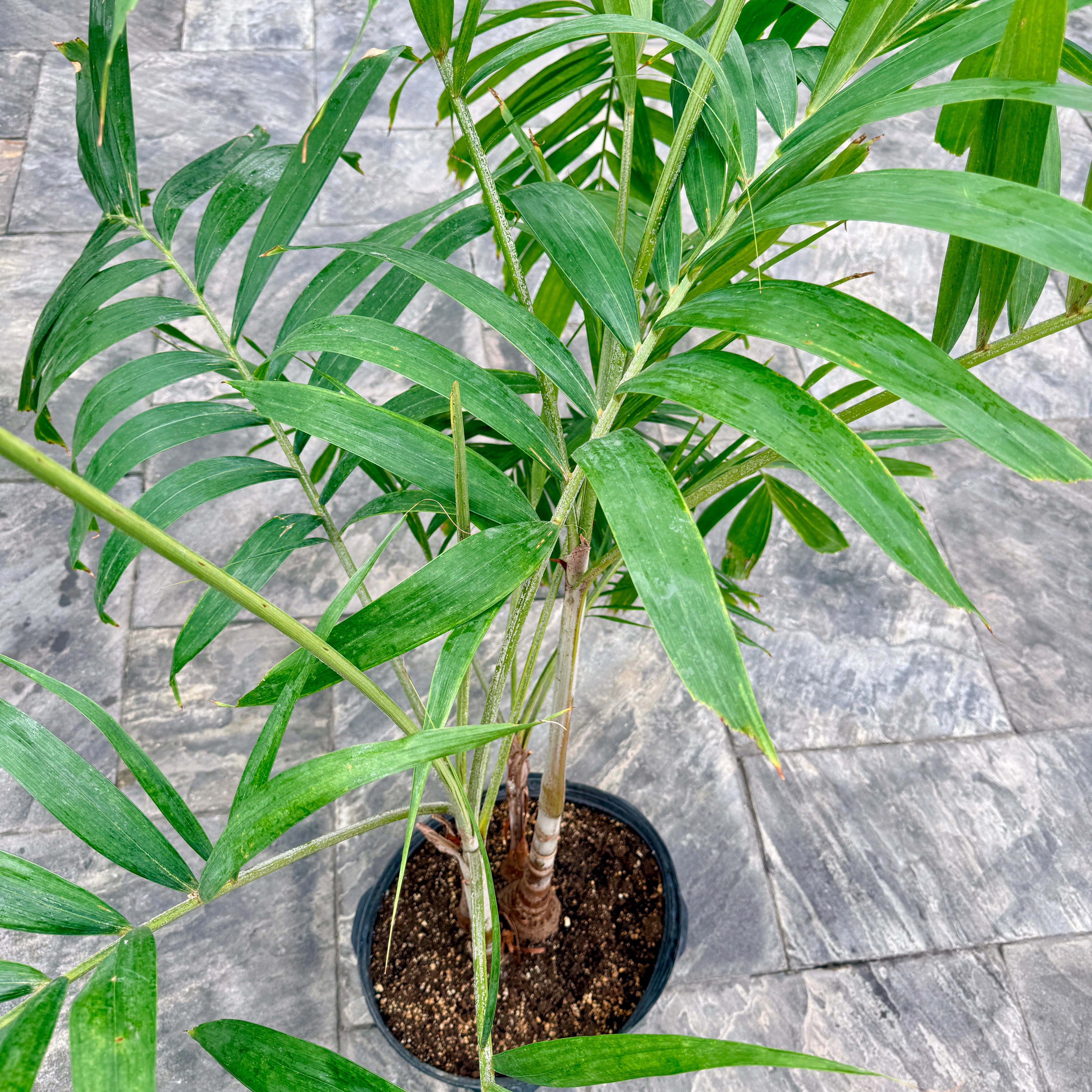 Christmas Palm (Adonidia merillii) - 13" Pot