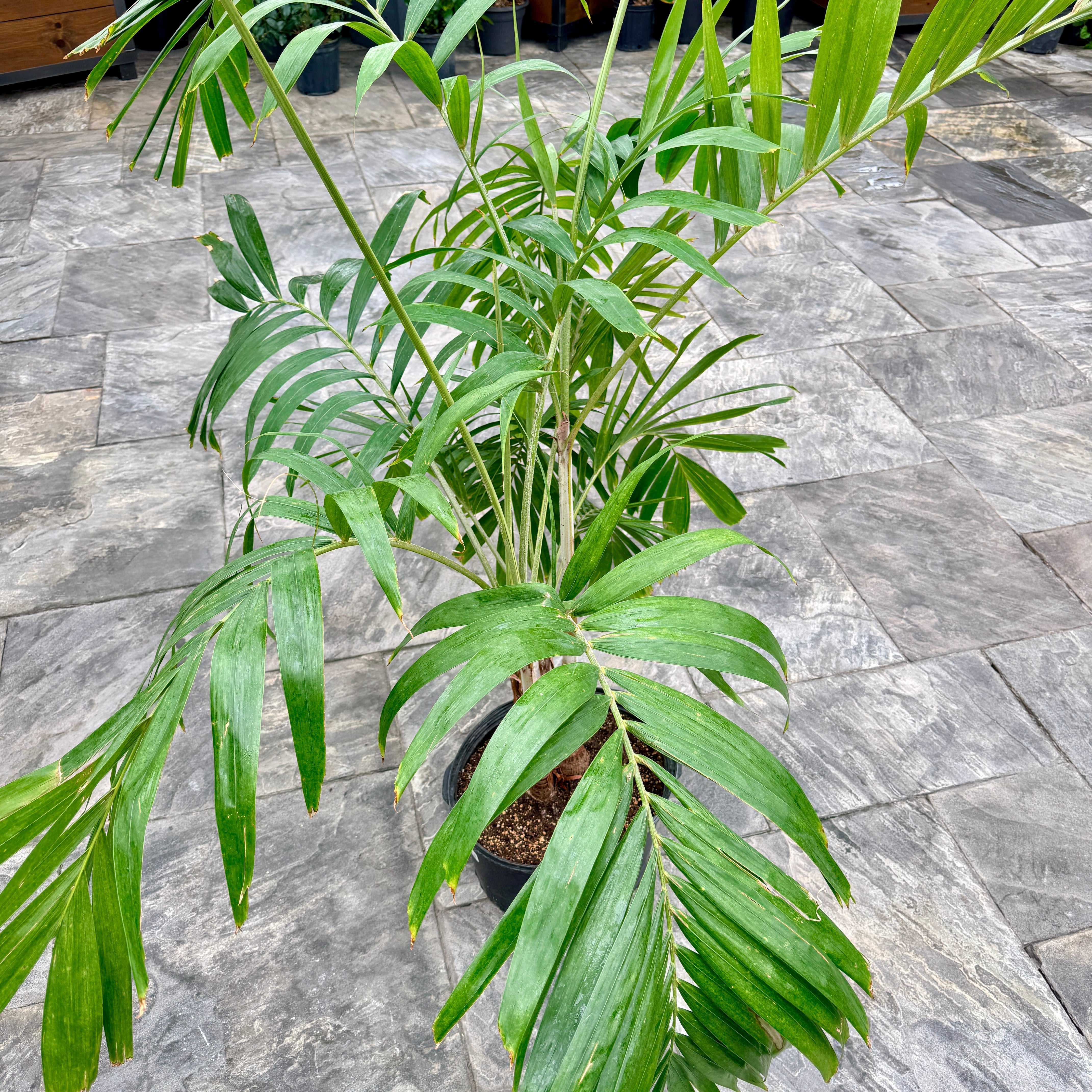 Christmas Palm (Adonidia merillii) - 13" Pot
