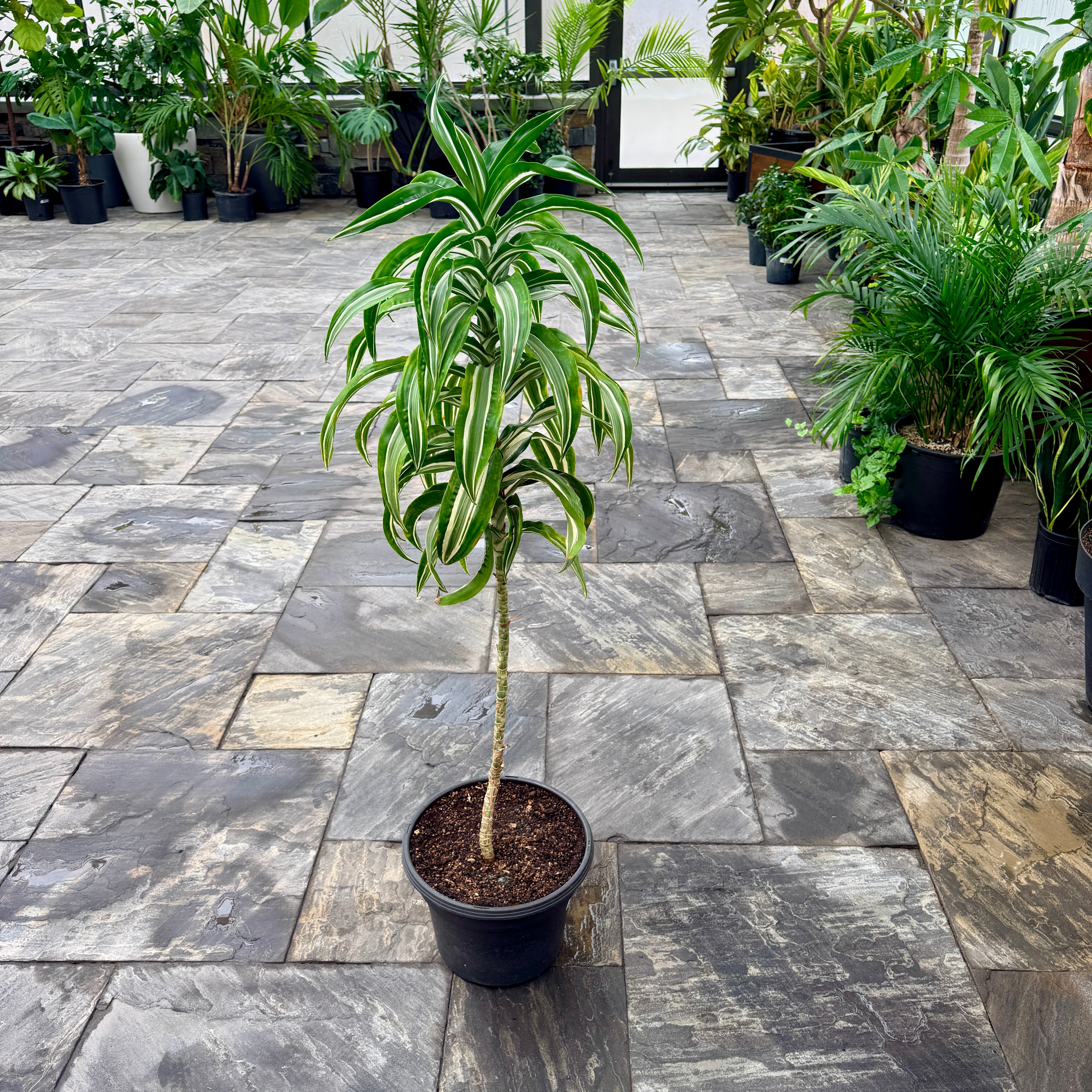 Corn Plant (Dracaena warneckii 'White Jewel') - 13" Pot