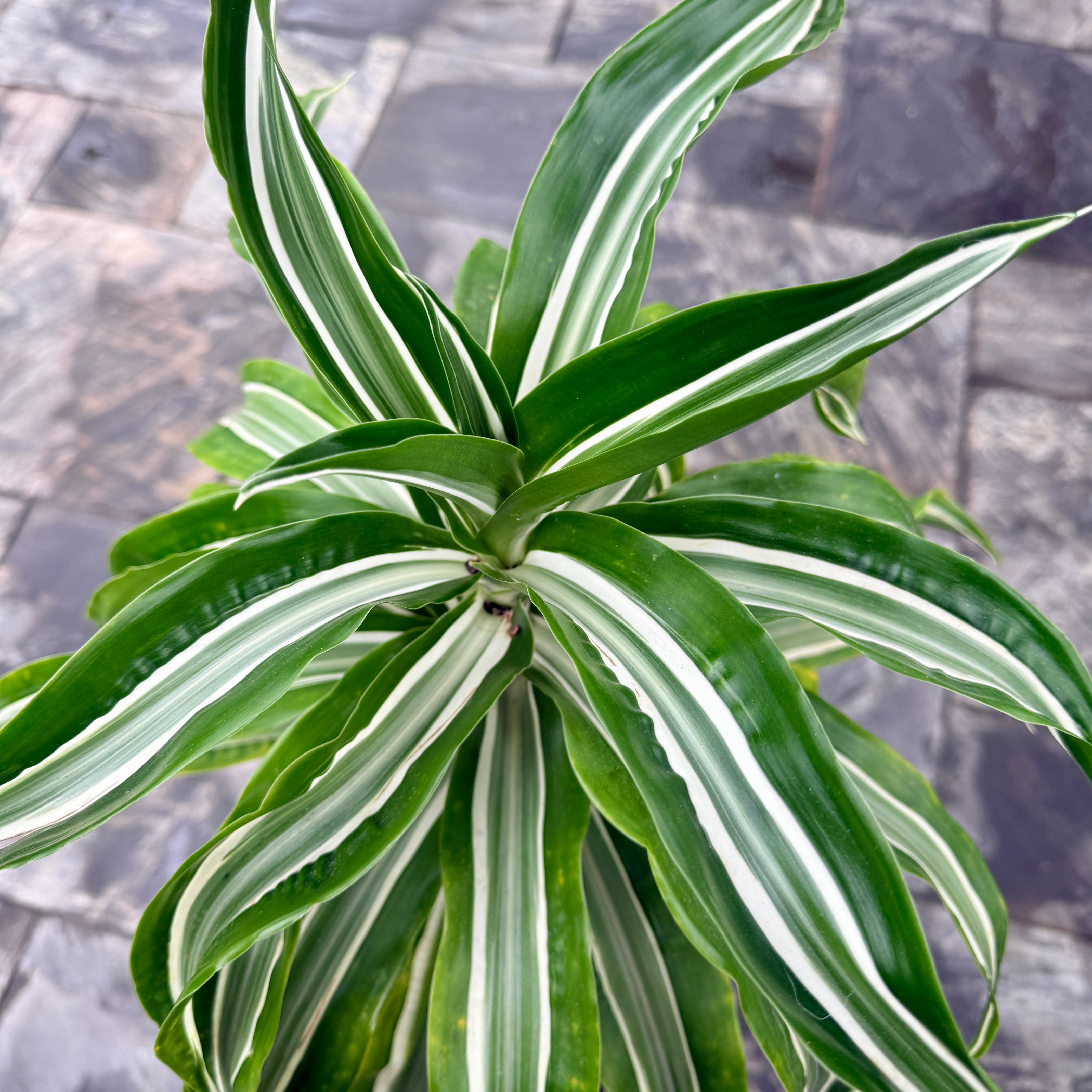 Corn Plant (Dracaena warneckii 'White Jewel') - 13" Pot