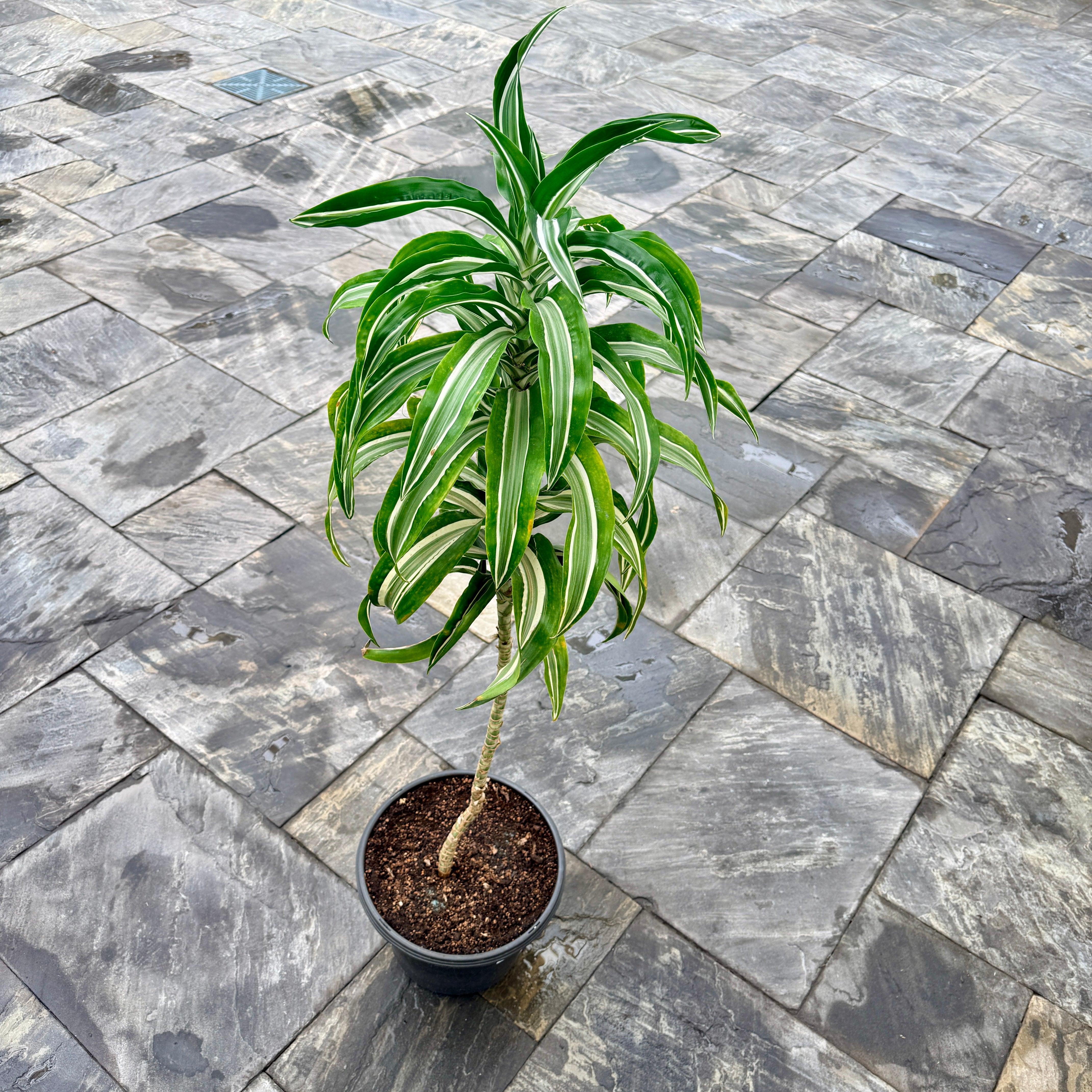 Corn Plant (Dracaena warneckii 'White Jewel') - 13" Pot