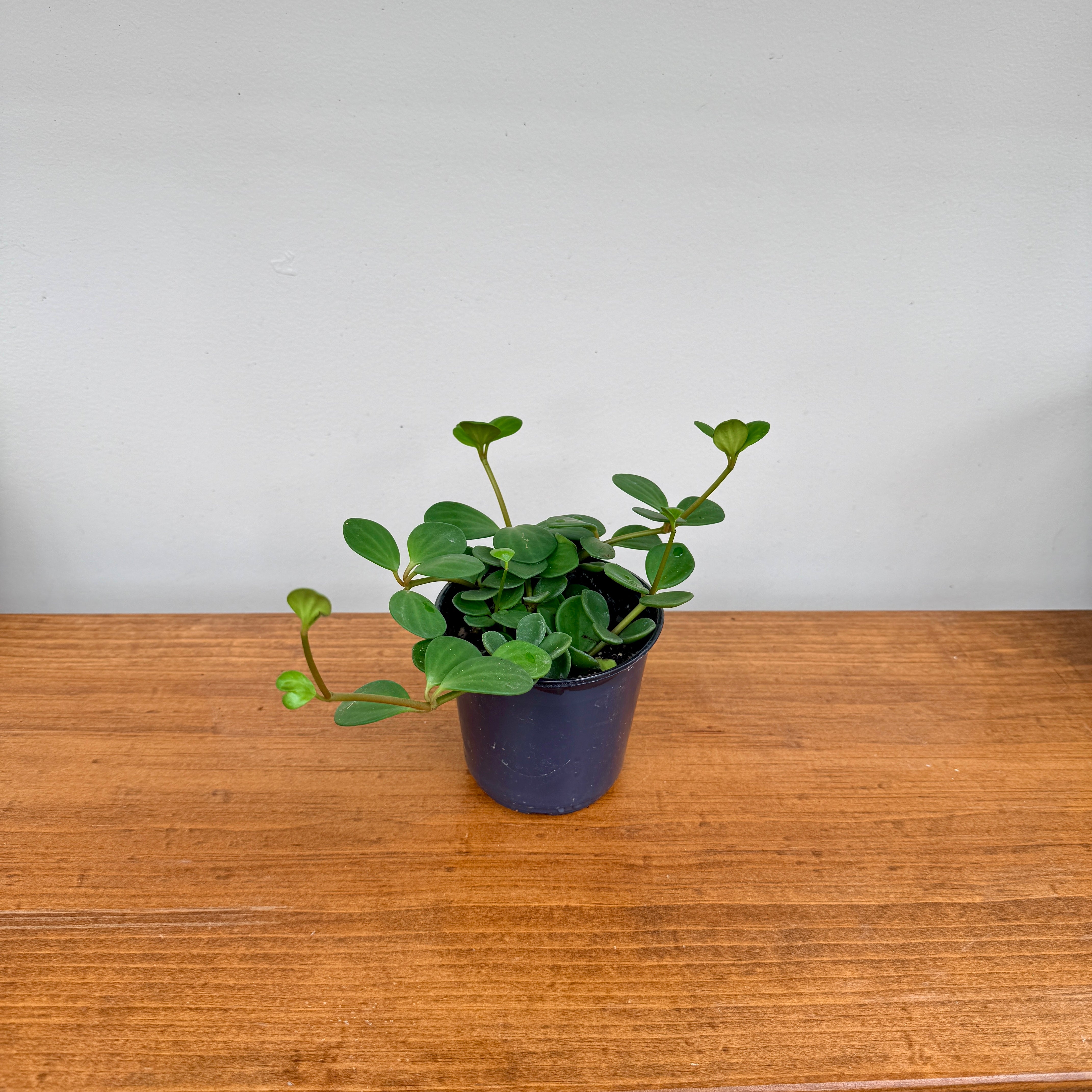Peperomia Hope (Peperomia tetraphylla) – 4" Pot