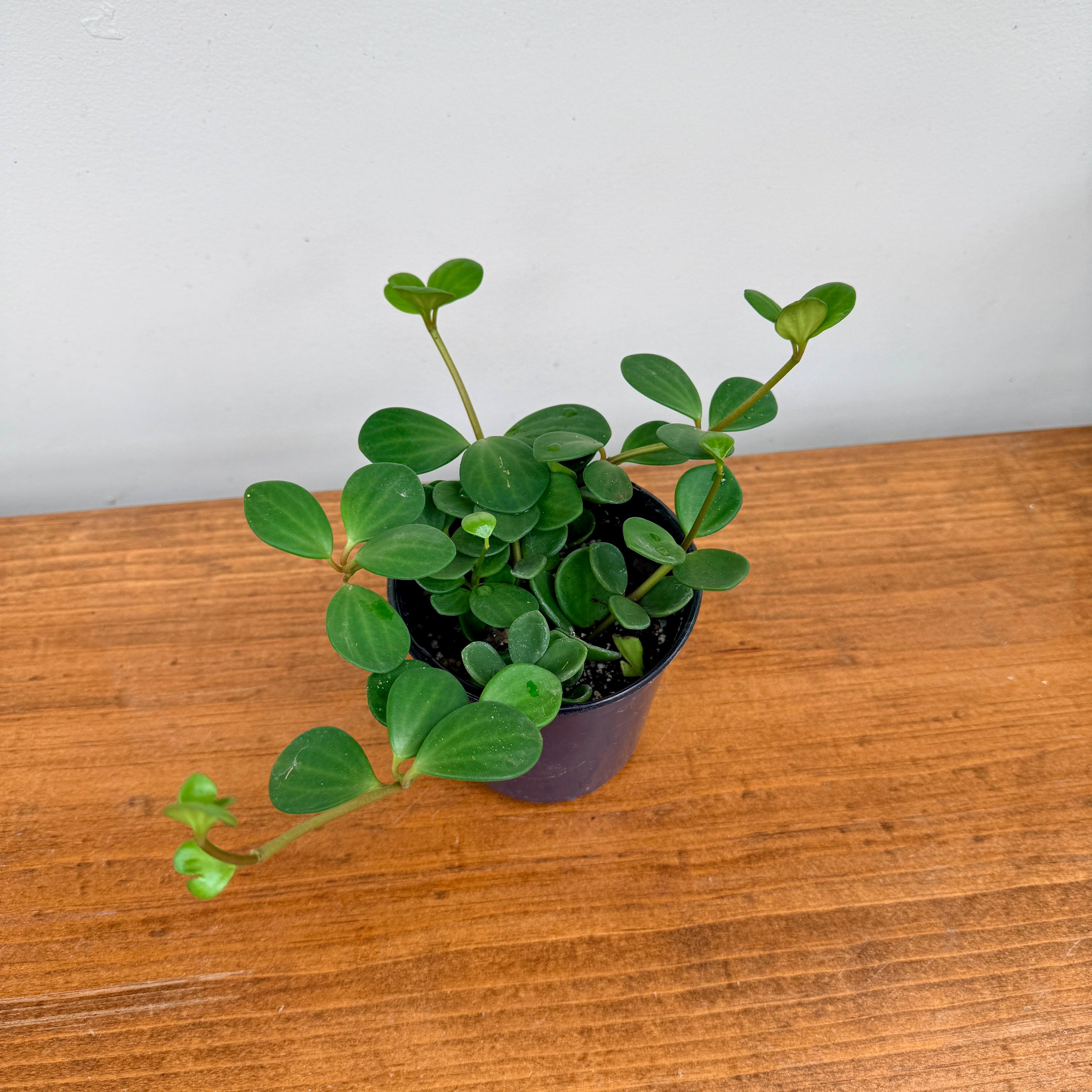 Peperomia Hope (Peperomia tetraphylla) – 4" Pot
